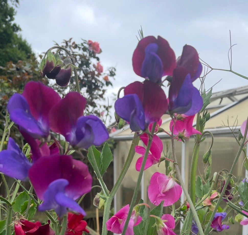 Sweet Pea Purple Pimpernell - REGN