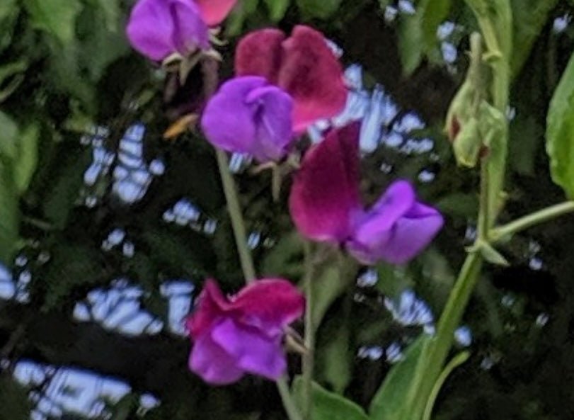 Sweet Pea Purple Pimpernell - REGN
