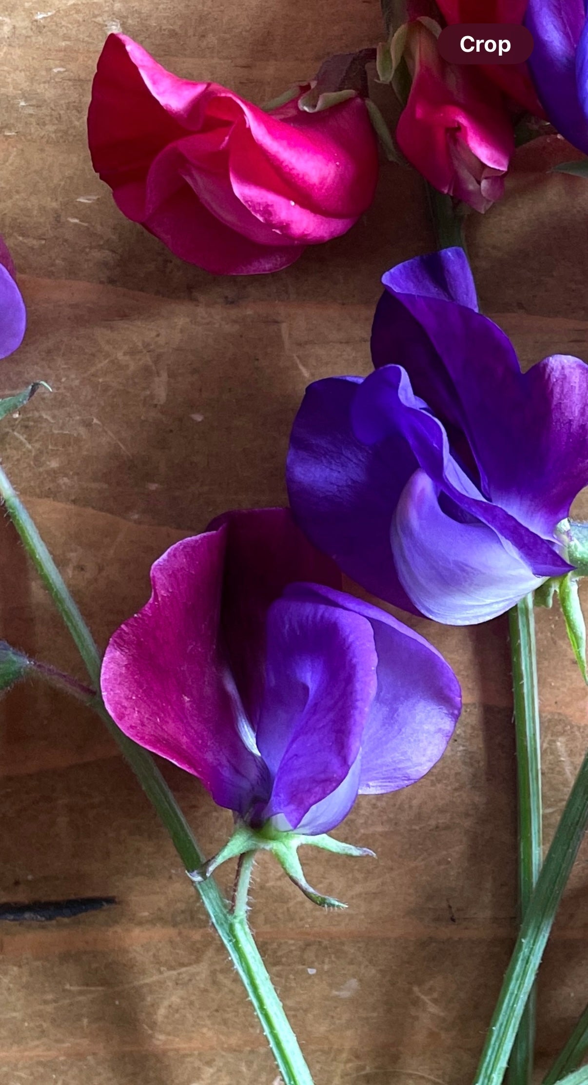 Sweet Pea Purple Pimpernell - REGN