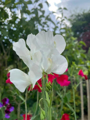 Sweet Pea Swan Lake - REGN