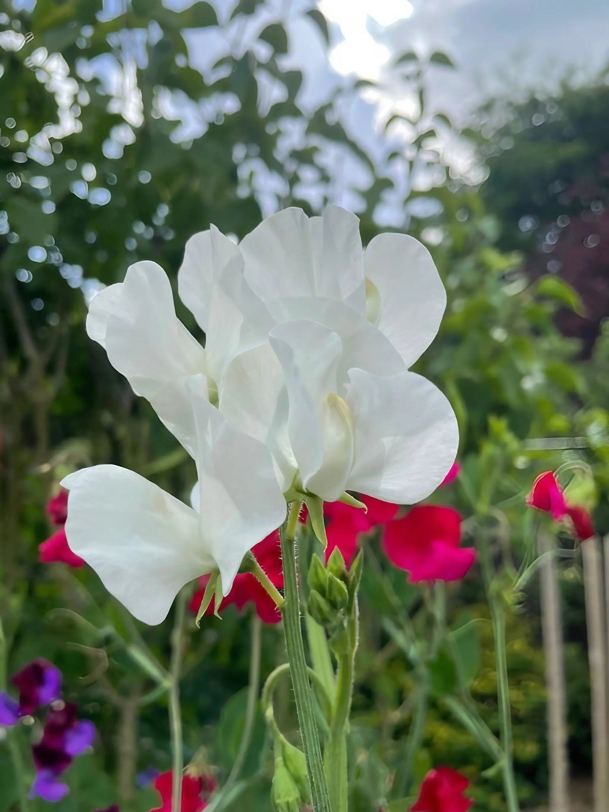 Sweet Pea Swan Lake - REGN