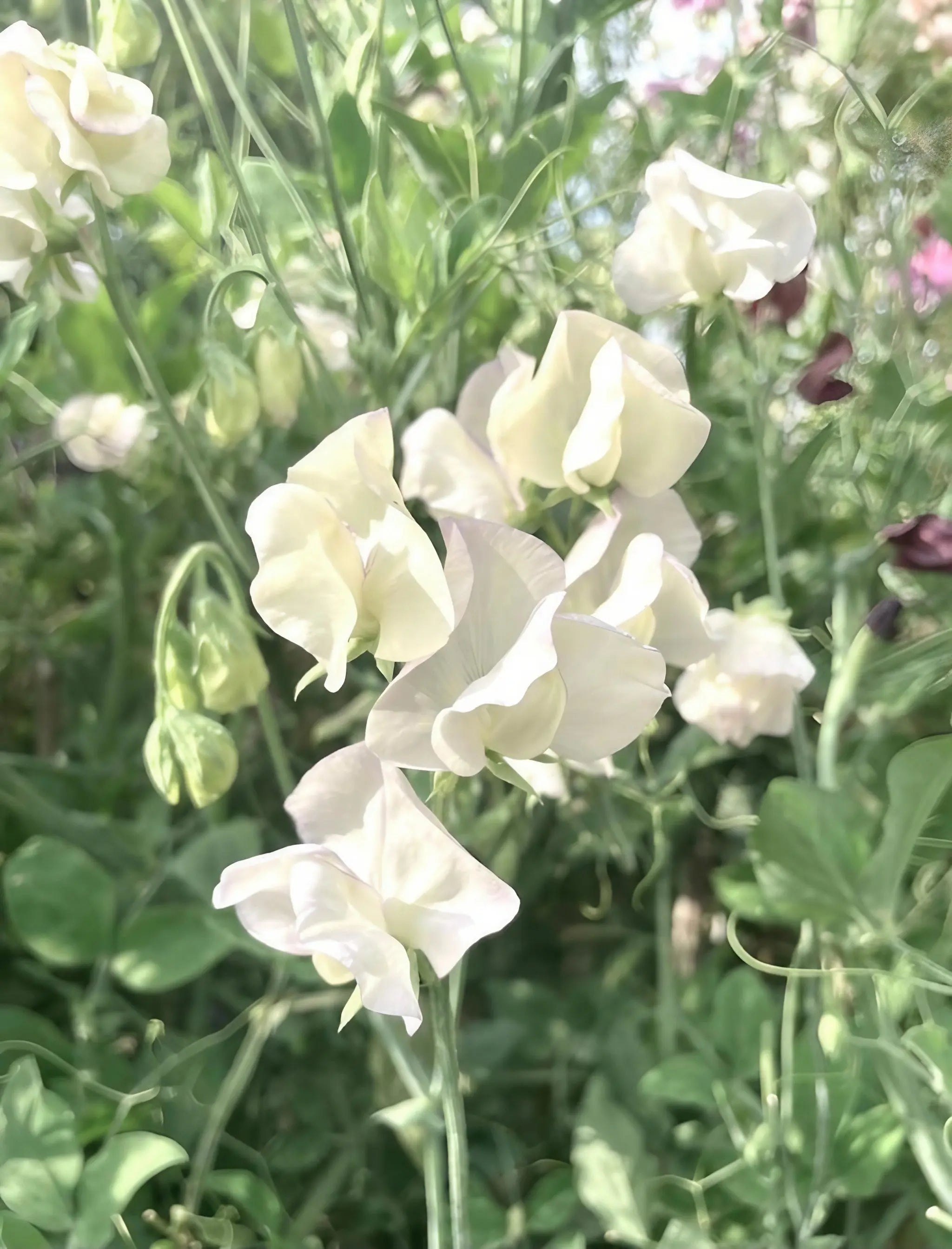 Sweet Pea Swan Lake - REGN