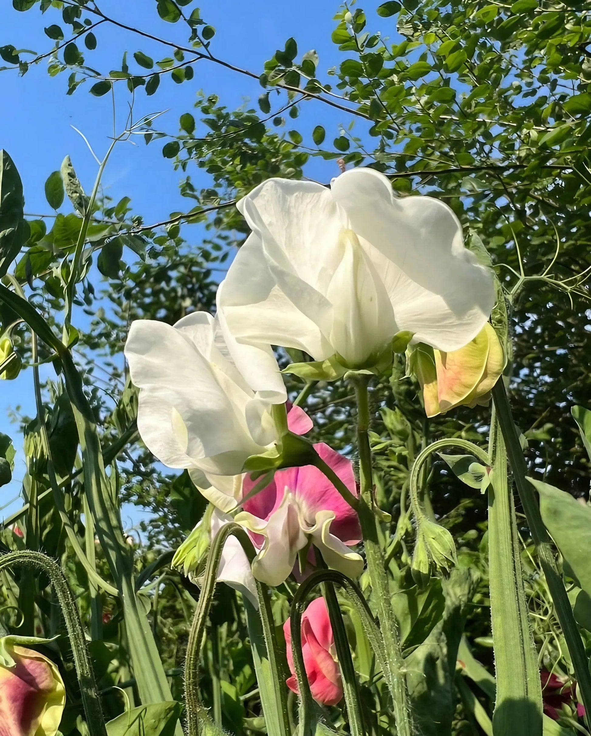Sweet Pea Swan Lake - REGN