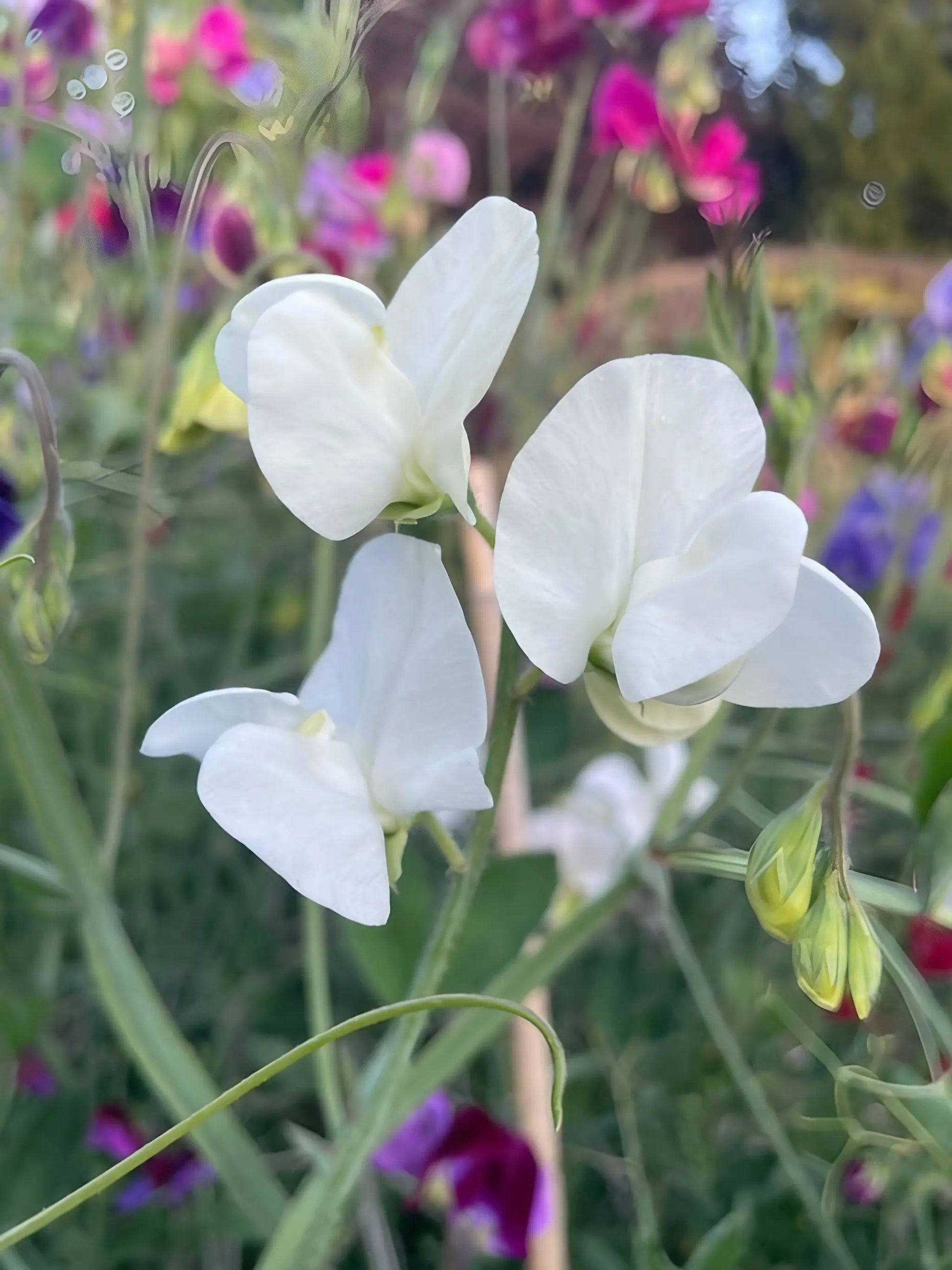 Sweet Pea Swan Lake - REGN