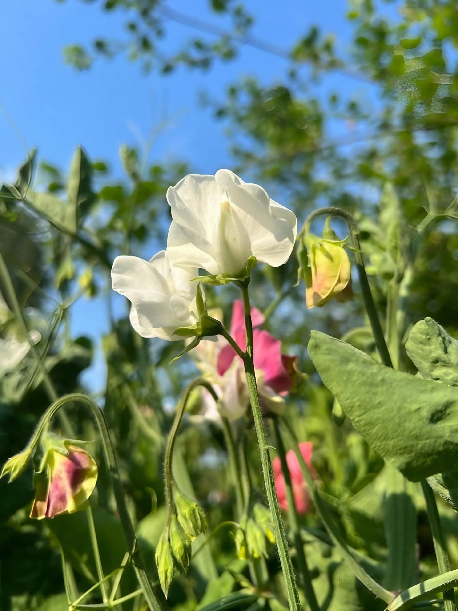 Sweet Pea Swan Lake - REGN