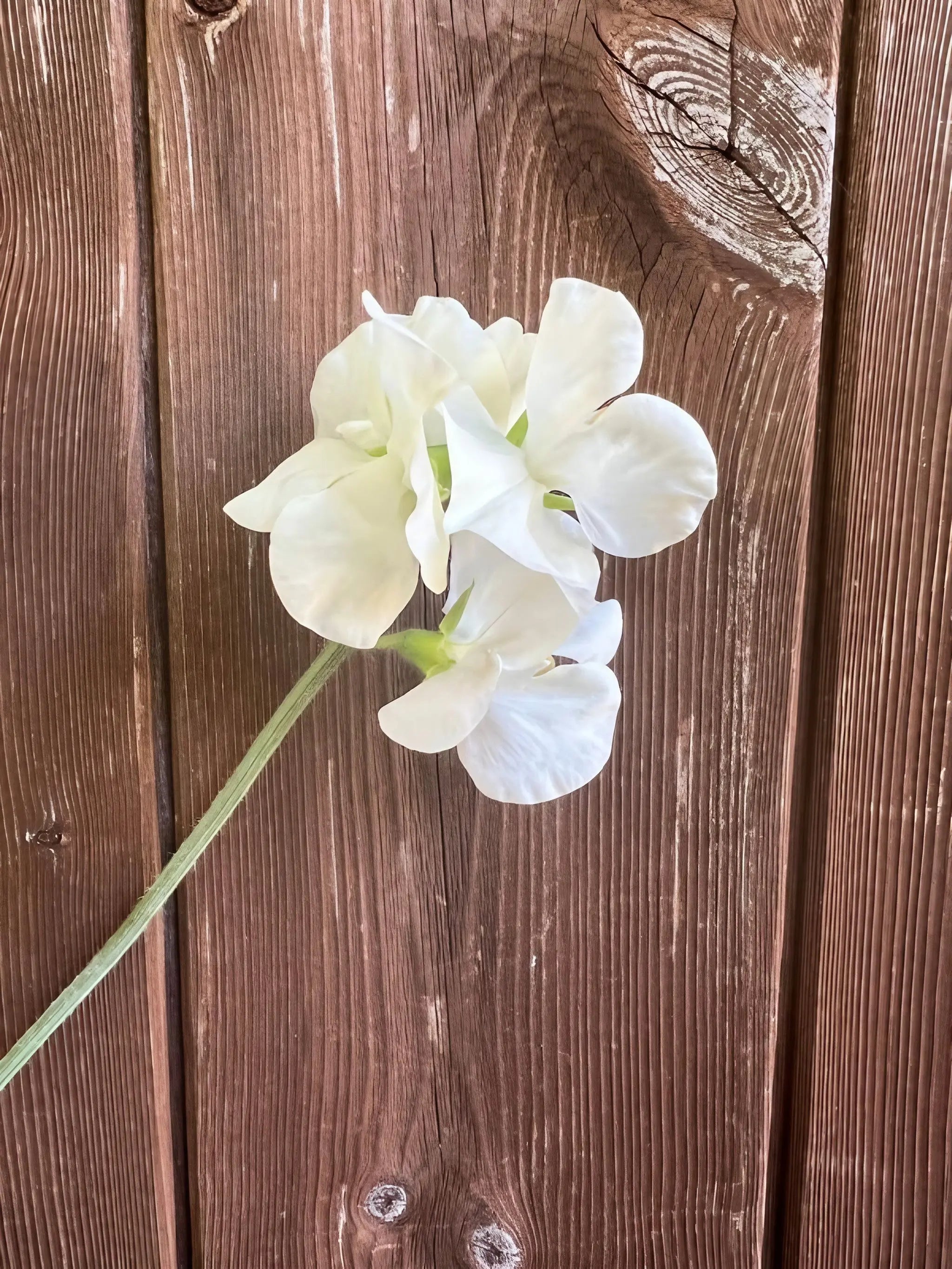 Sweet Pea Swan Lake - REGN