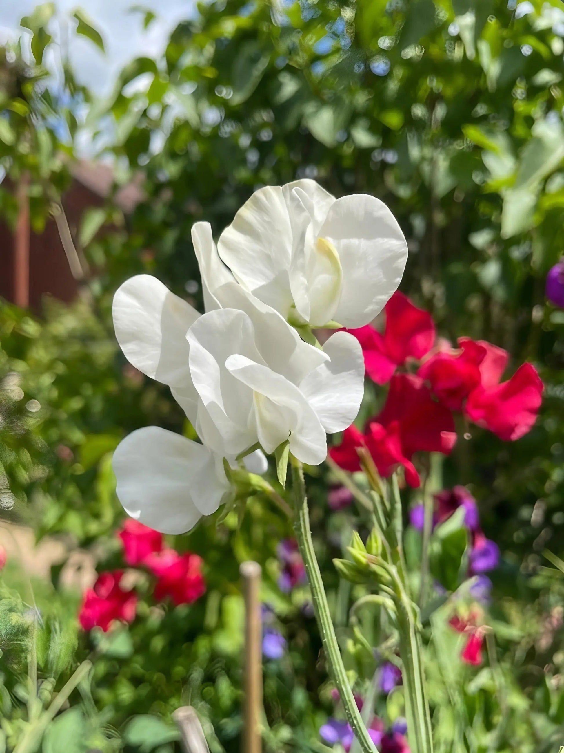 Sweet Pea Swan Lake - REGN