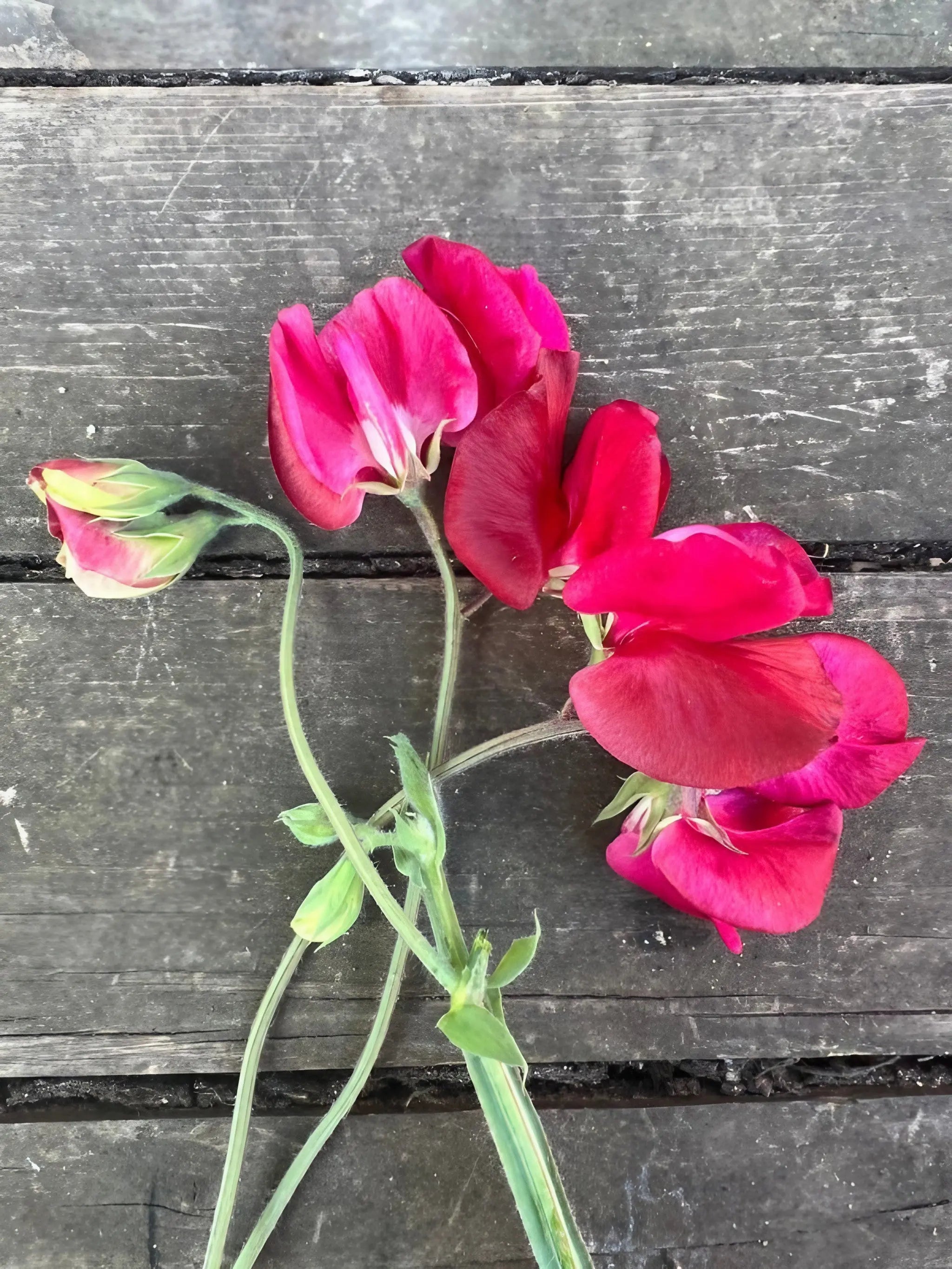 Sweet Pea Winston Churchill - REGN