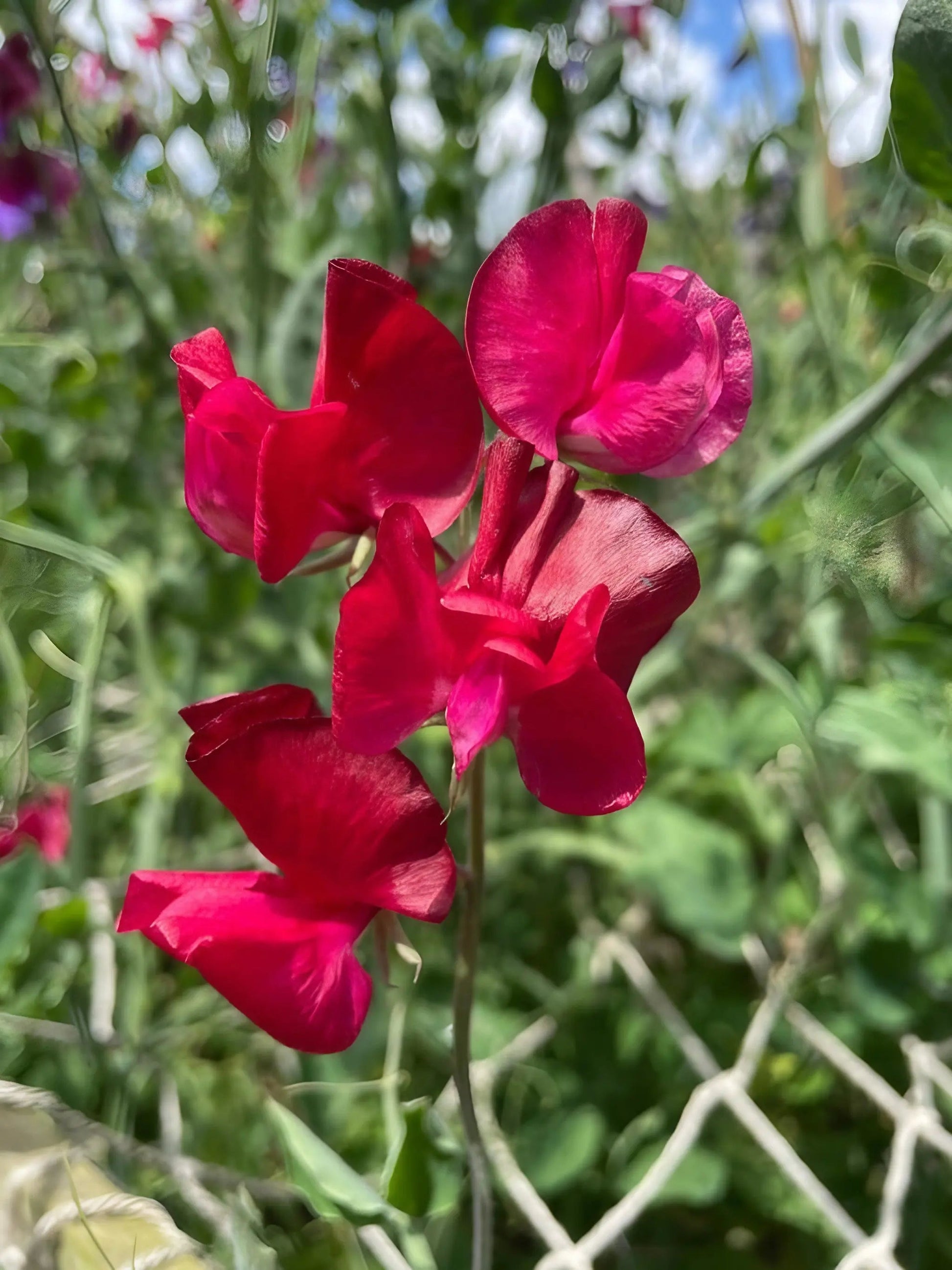 Sweet Pea Winston Churchill - REGN