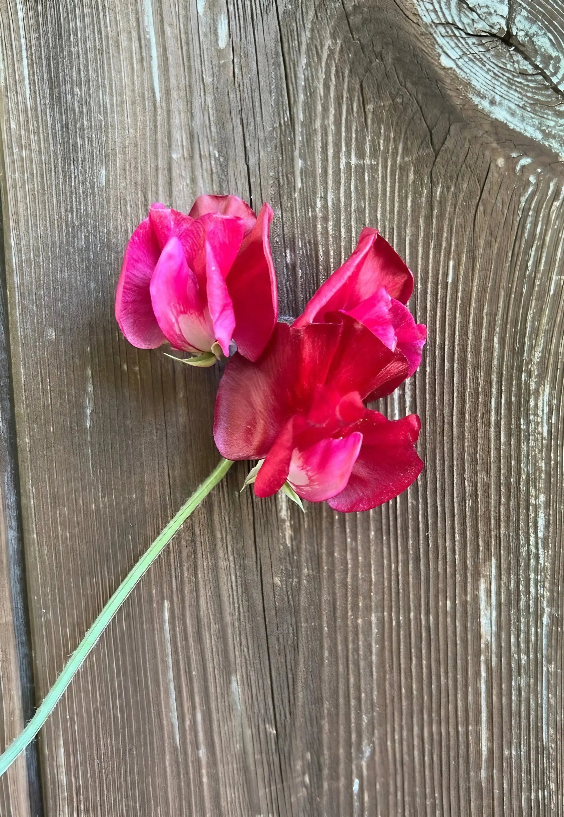 Sweet Pea Winston Churchill - REGN