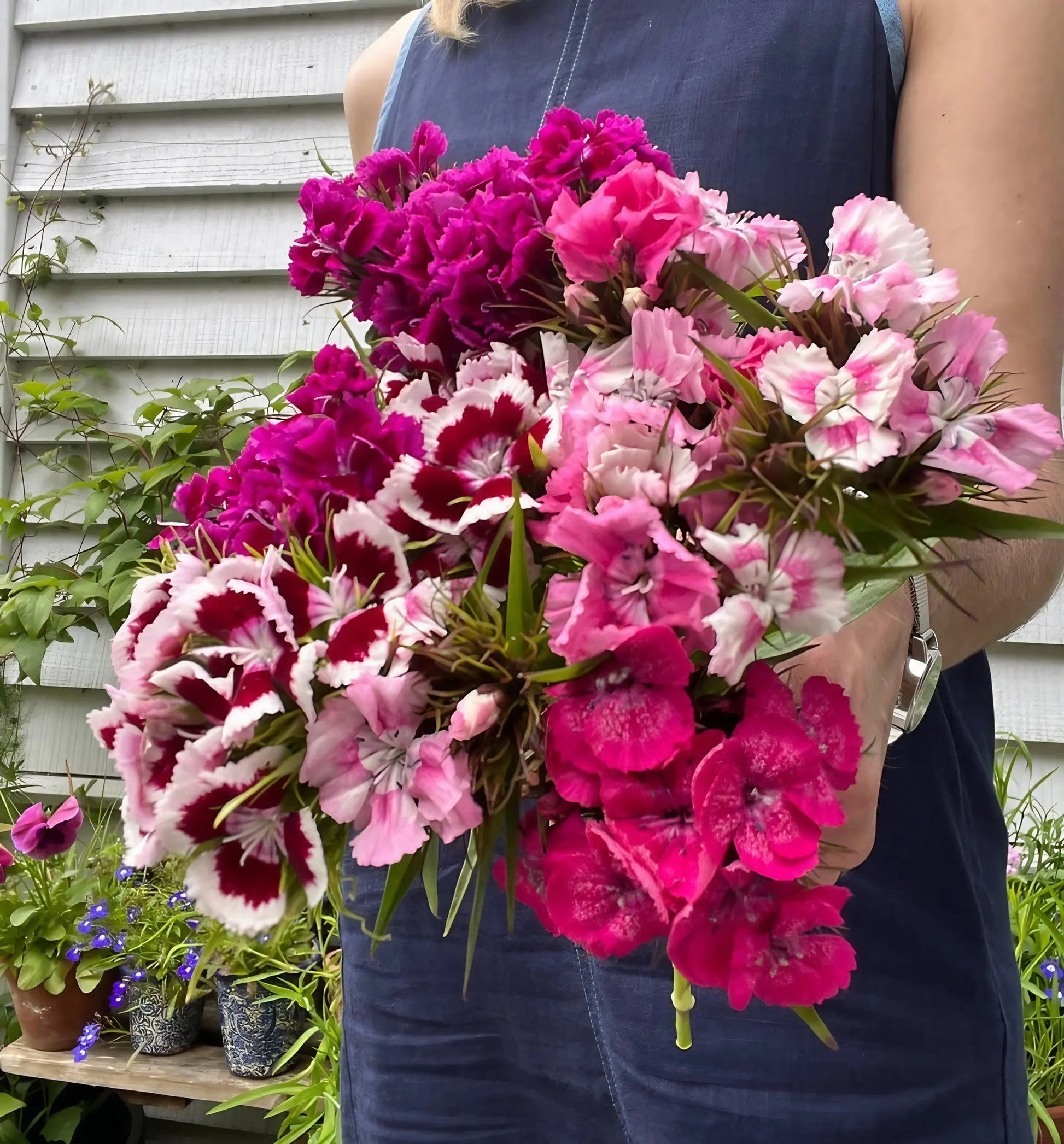 Sweet William Auricula Eyed Mixed - REGN