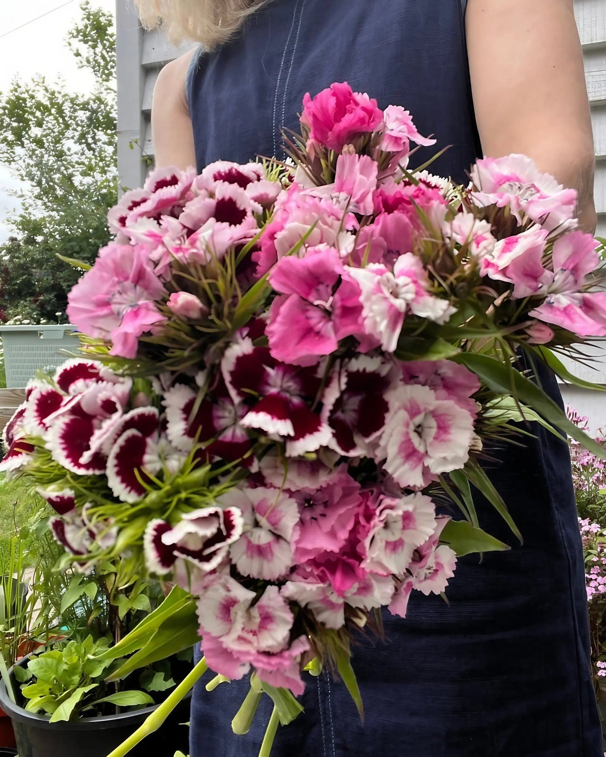 Sweet William Auricula Eyed Mixed - REGN