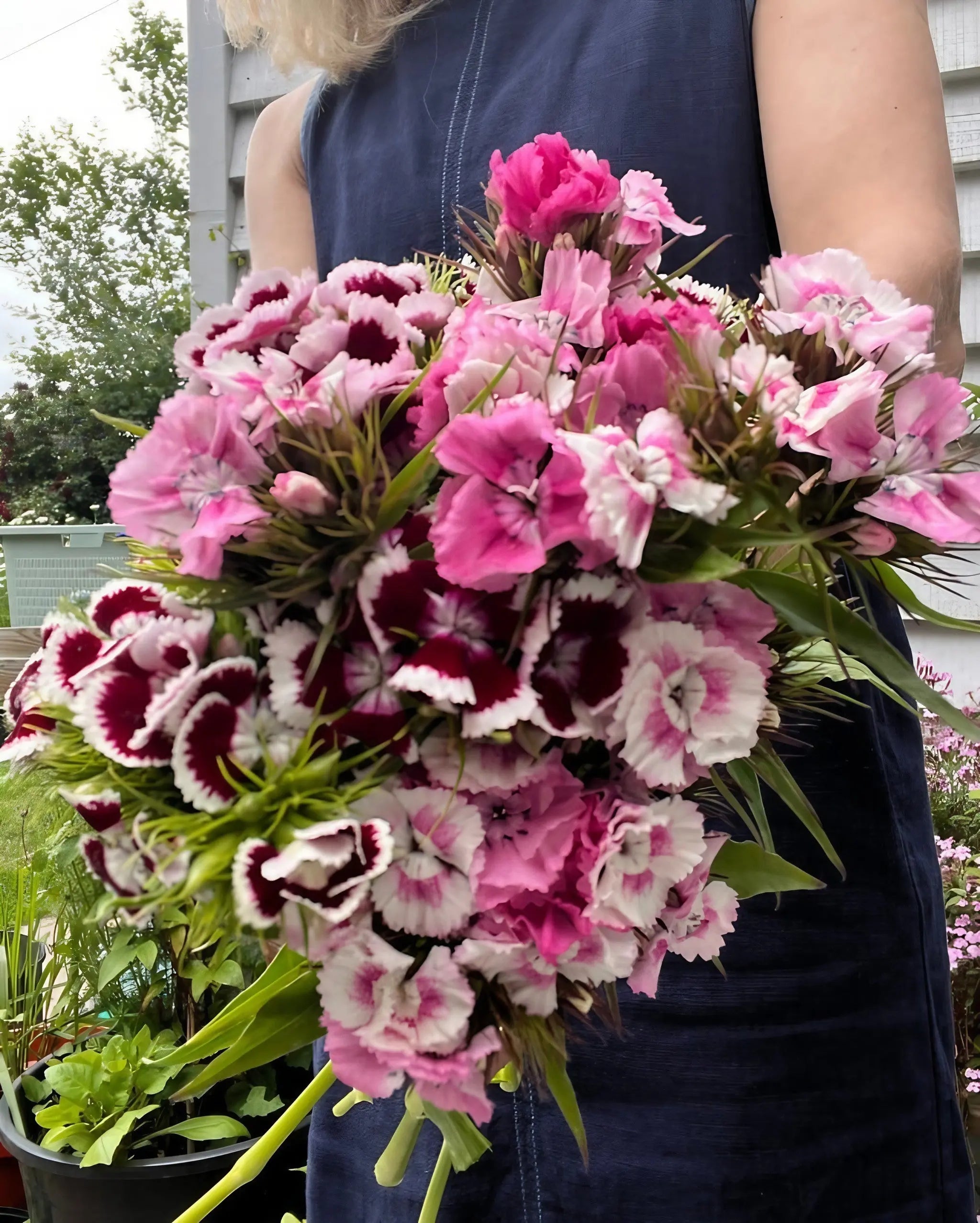 Sweet William Auricula Eyed Mixed - REGN