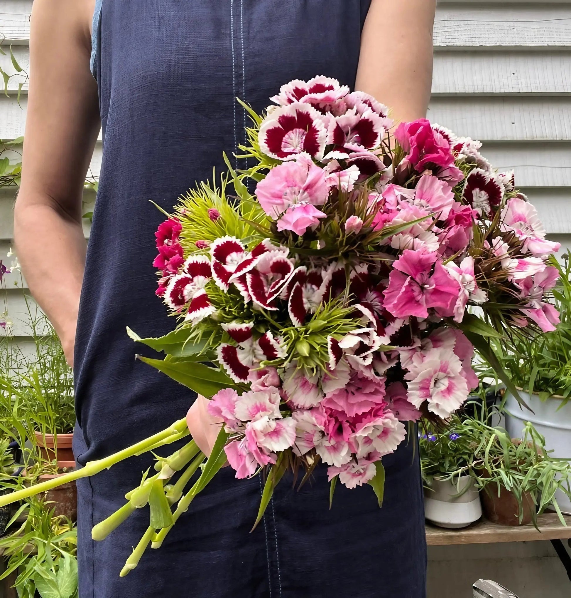 Sweet William Auricula Eyed Mixed - REGN