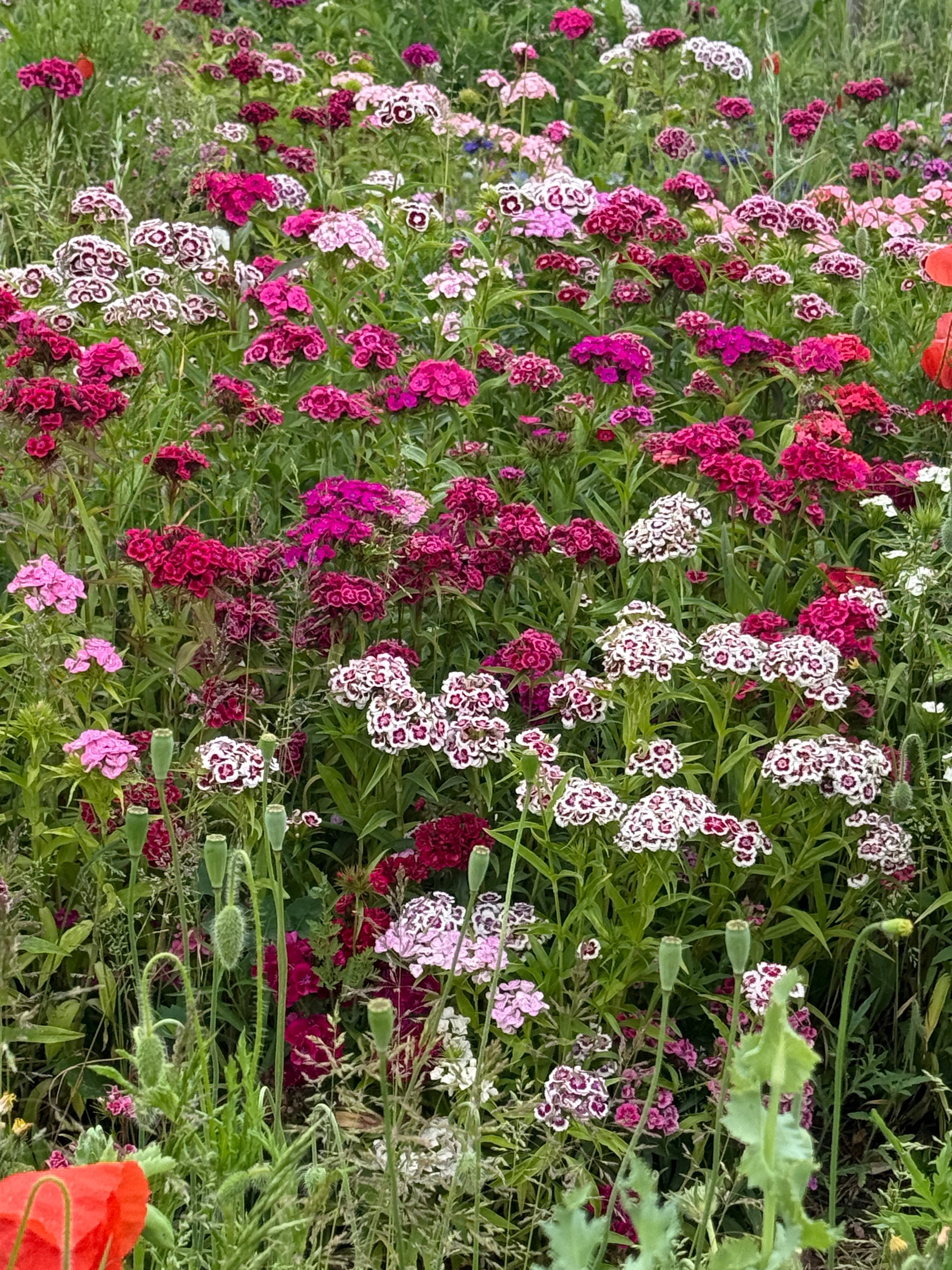 Sweet William Auricula Eyed Mixed - REGN