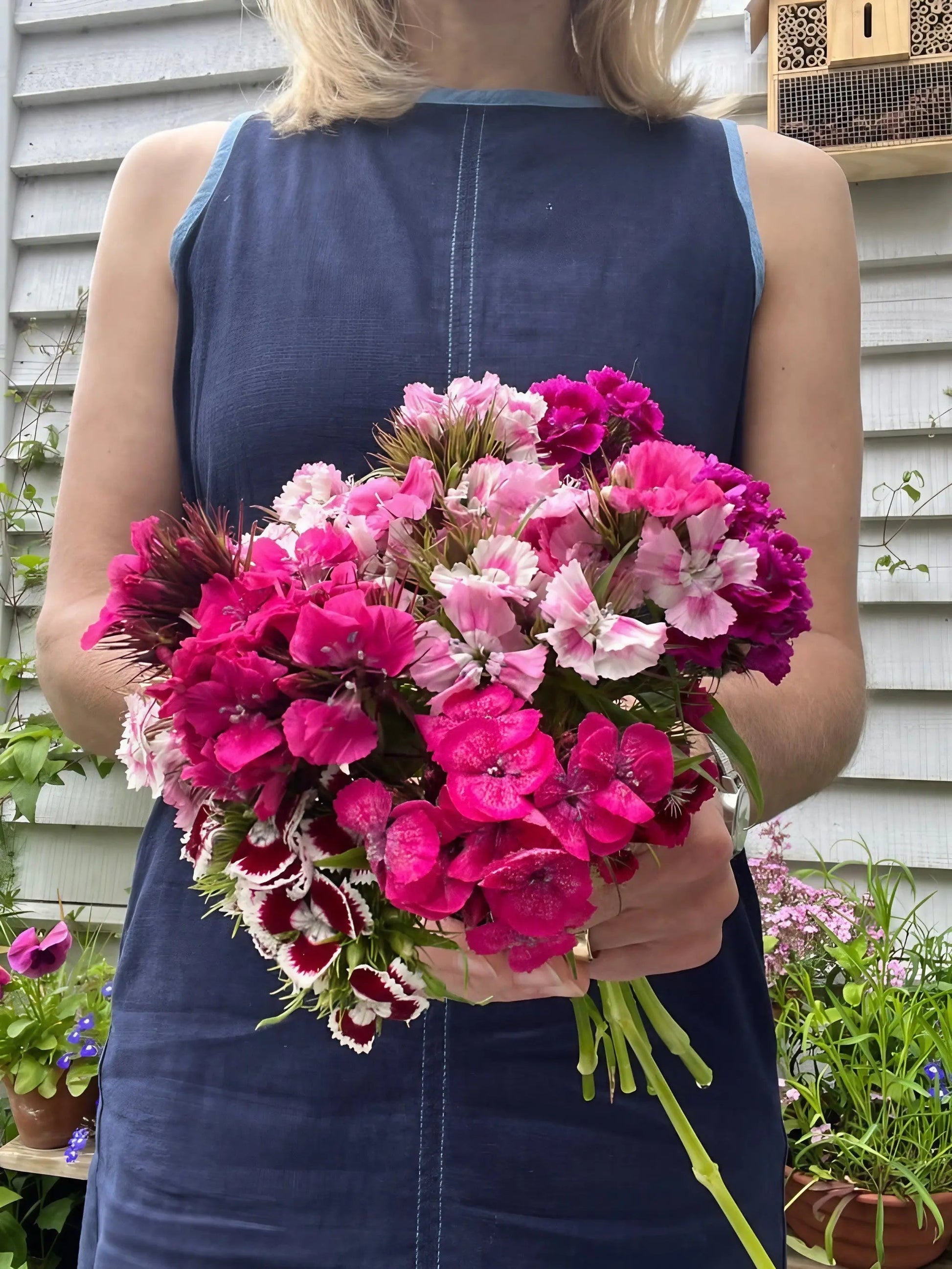 Sweet William Auricula Eyed Mixed - REGN