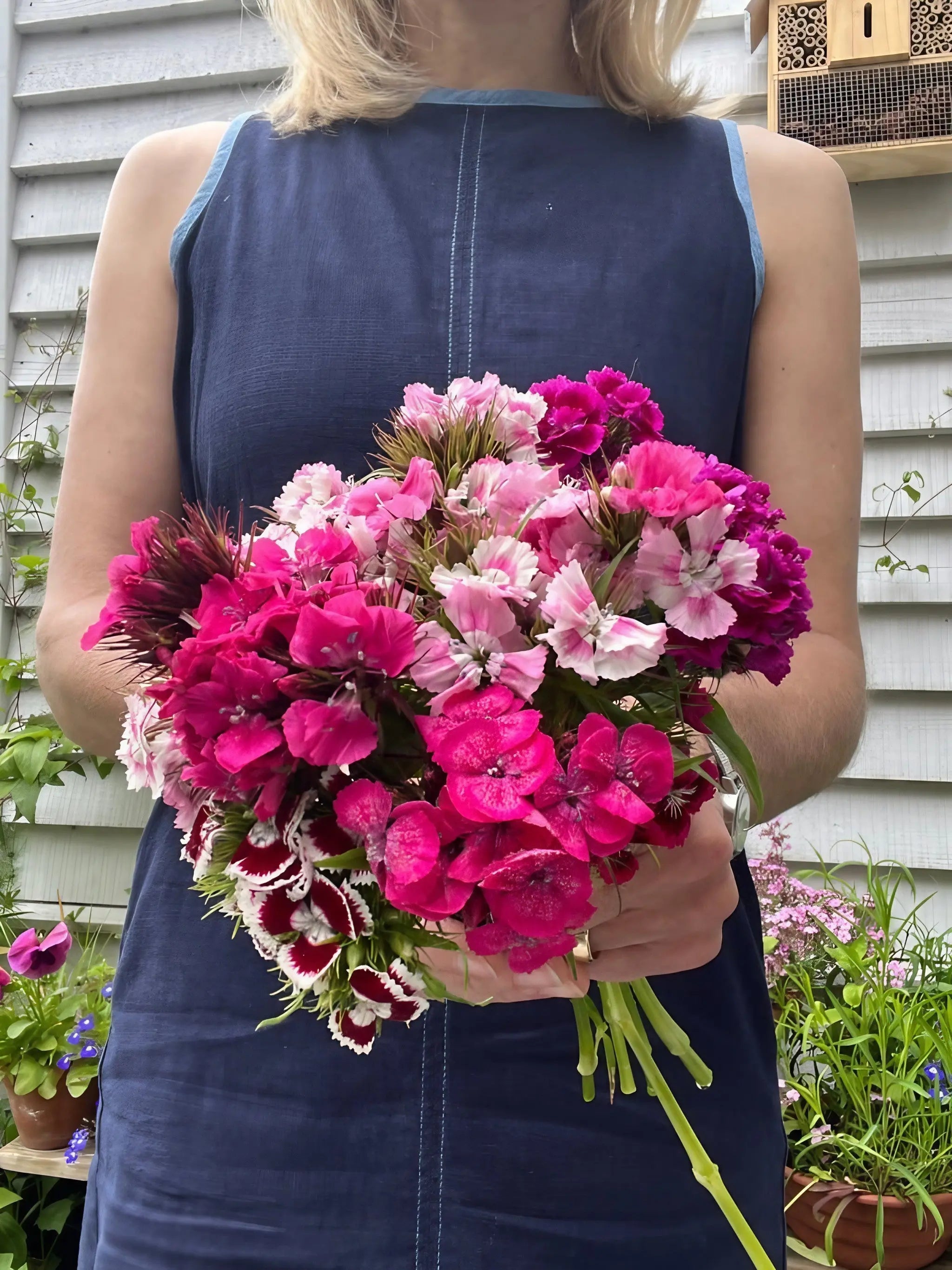 Sweet William Auricula Eyed Mixed - REGN