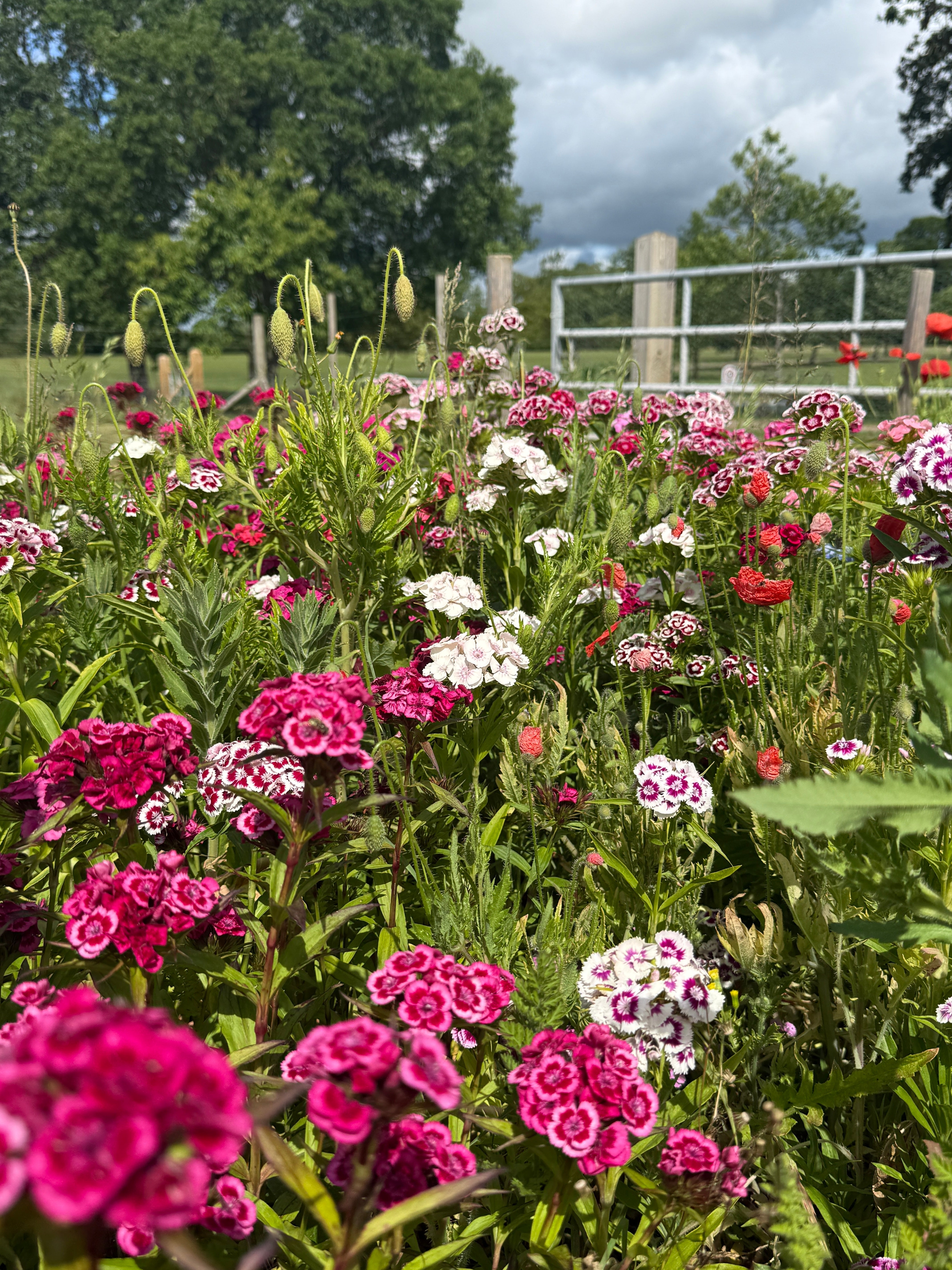 Sweet William Auricula Eyed Mixed - REGN