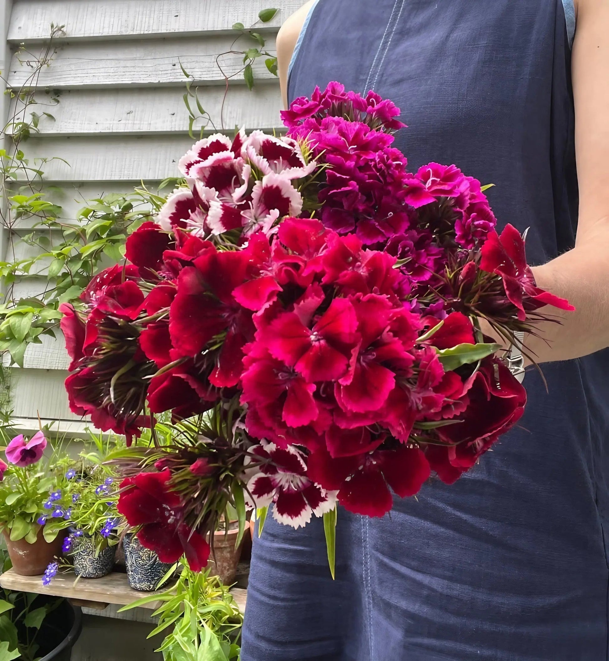 Sweet William Indian Carpet Mixed - REGN