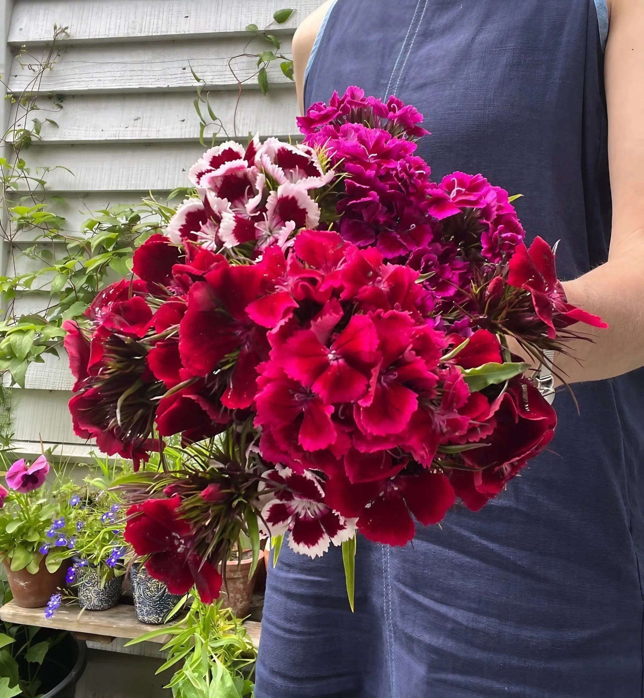 Sweet William Indian Carpet Mixed - REGN