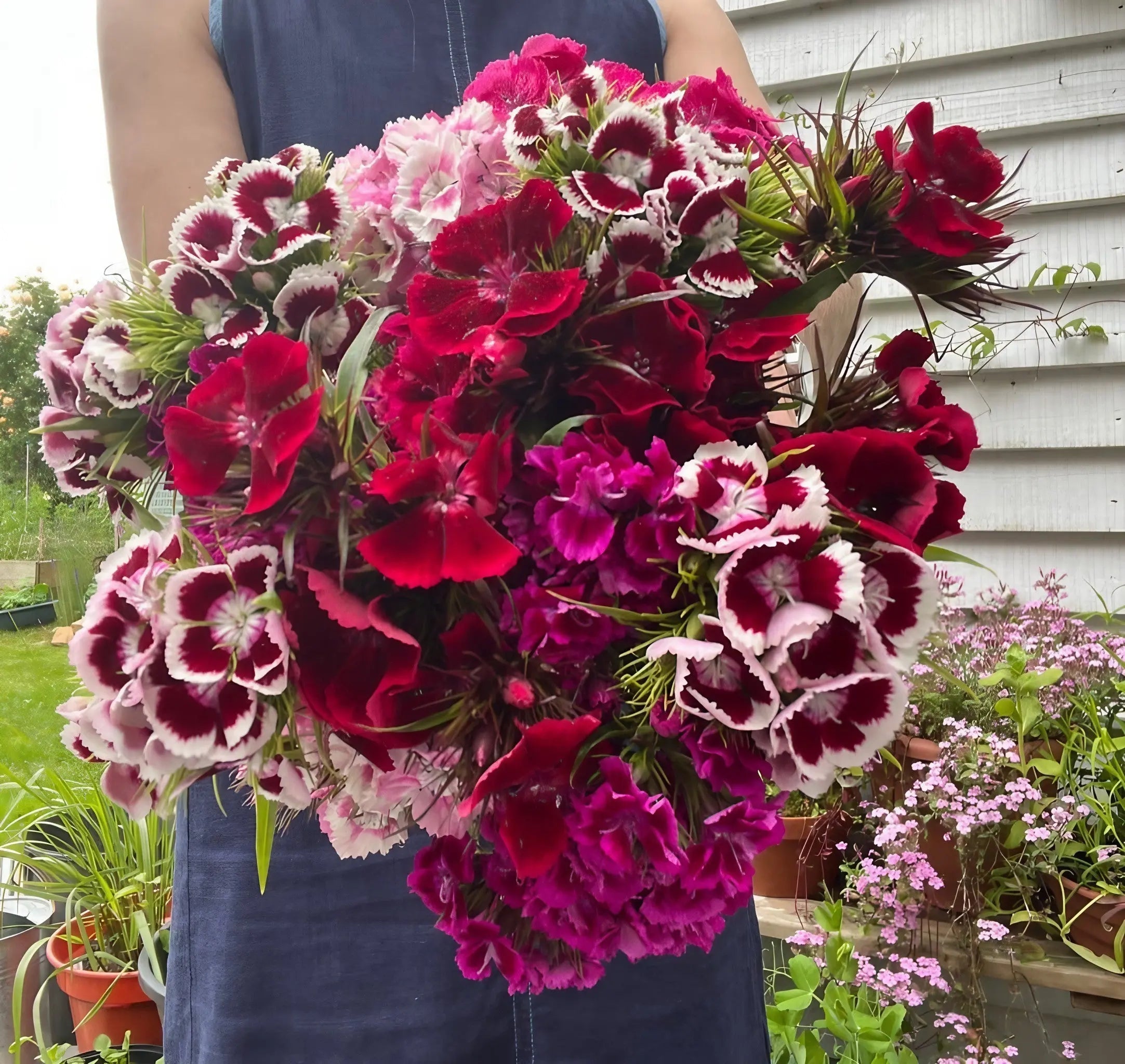 Sweet William Indian Carpet Mixed - REGN