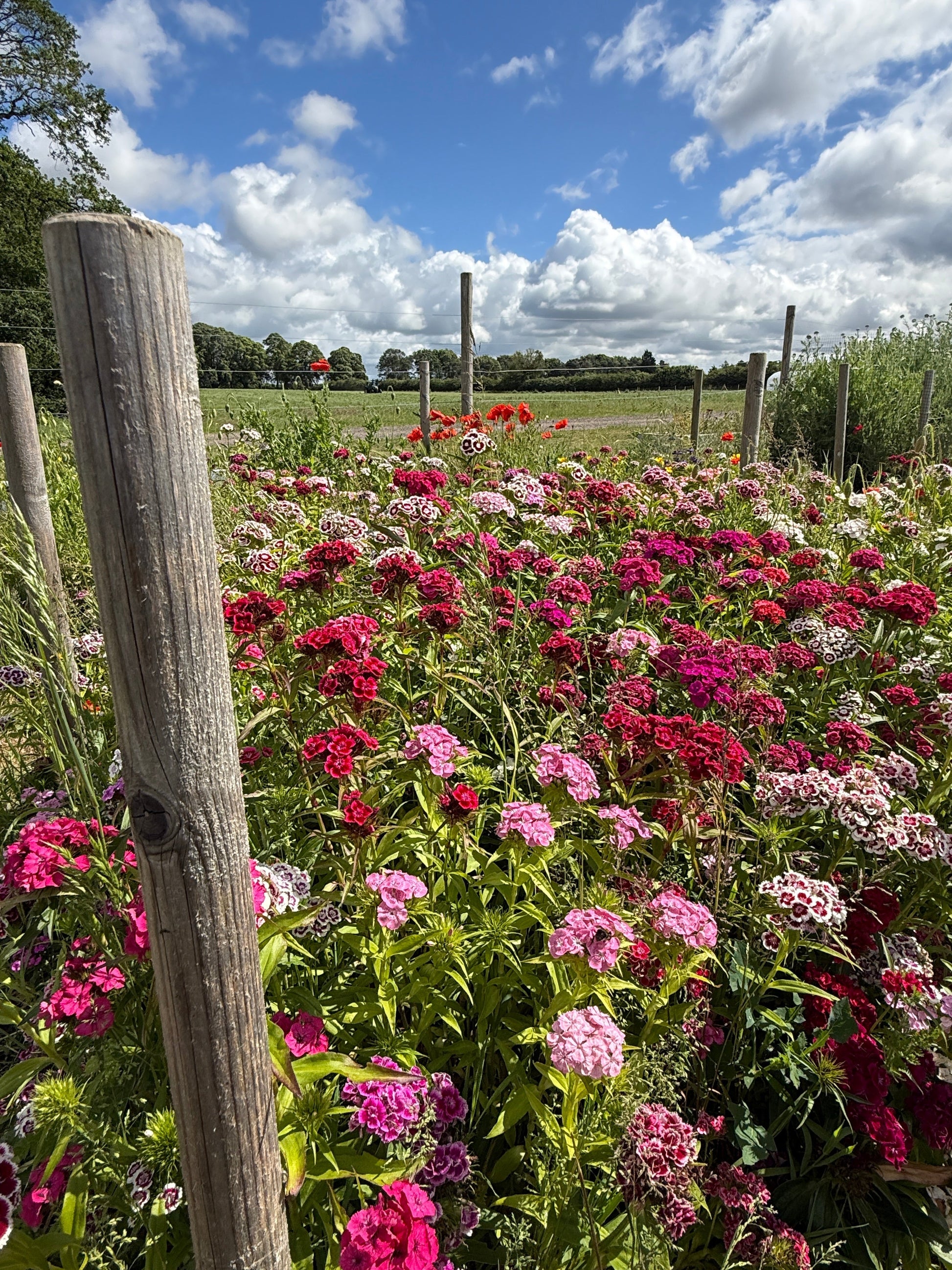 Sweet William Indian Carpet Mixed - REGN