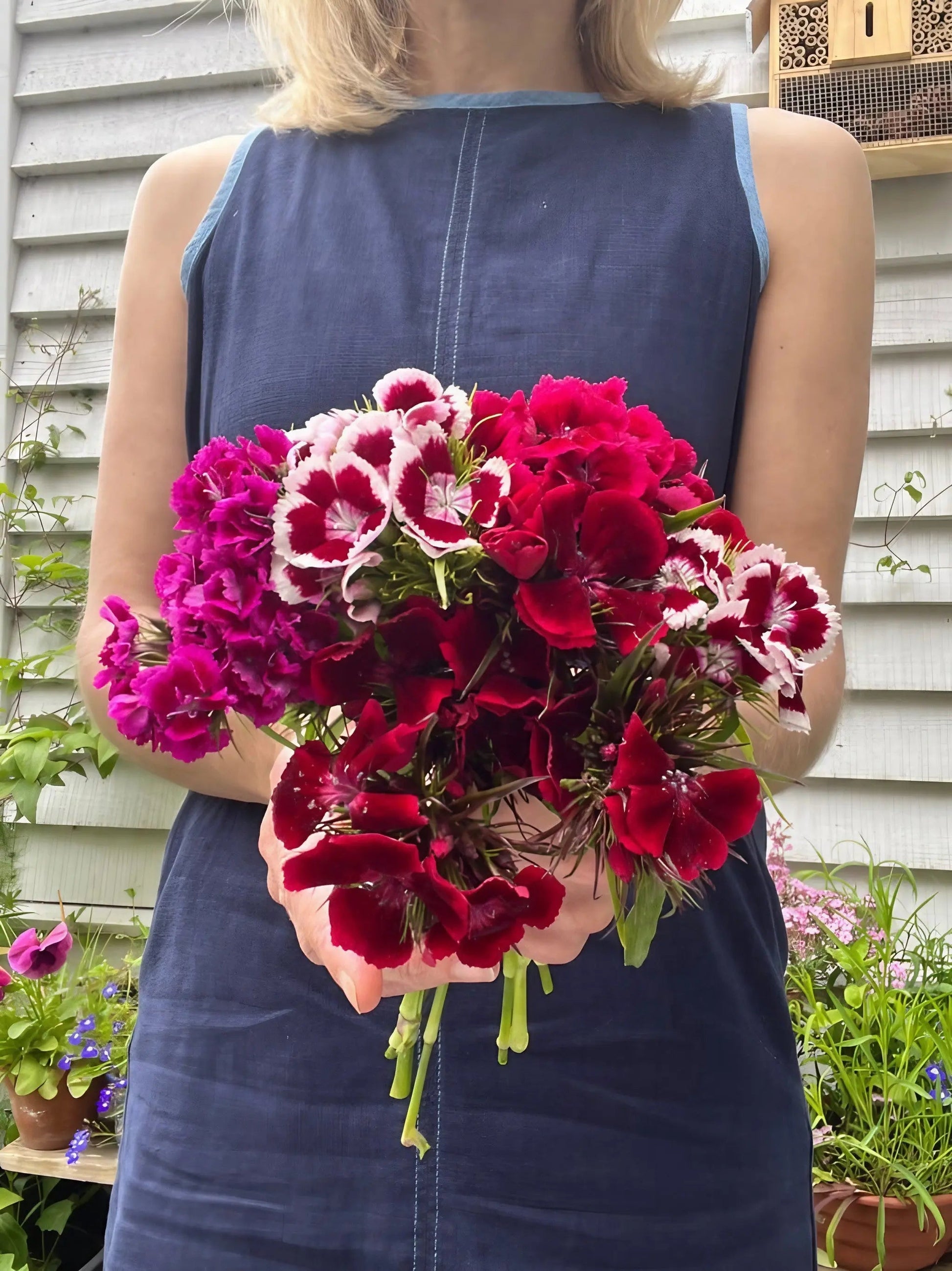 Sweet William Indian Carpet Mixed - REGN