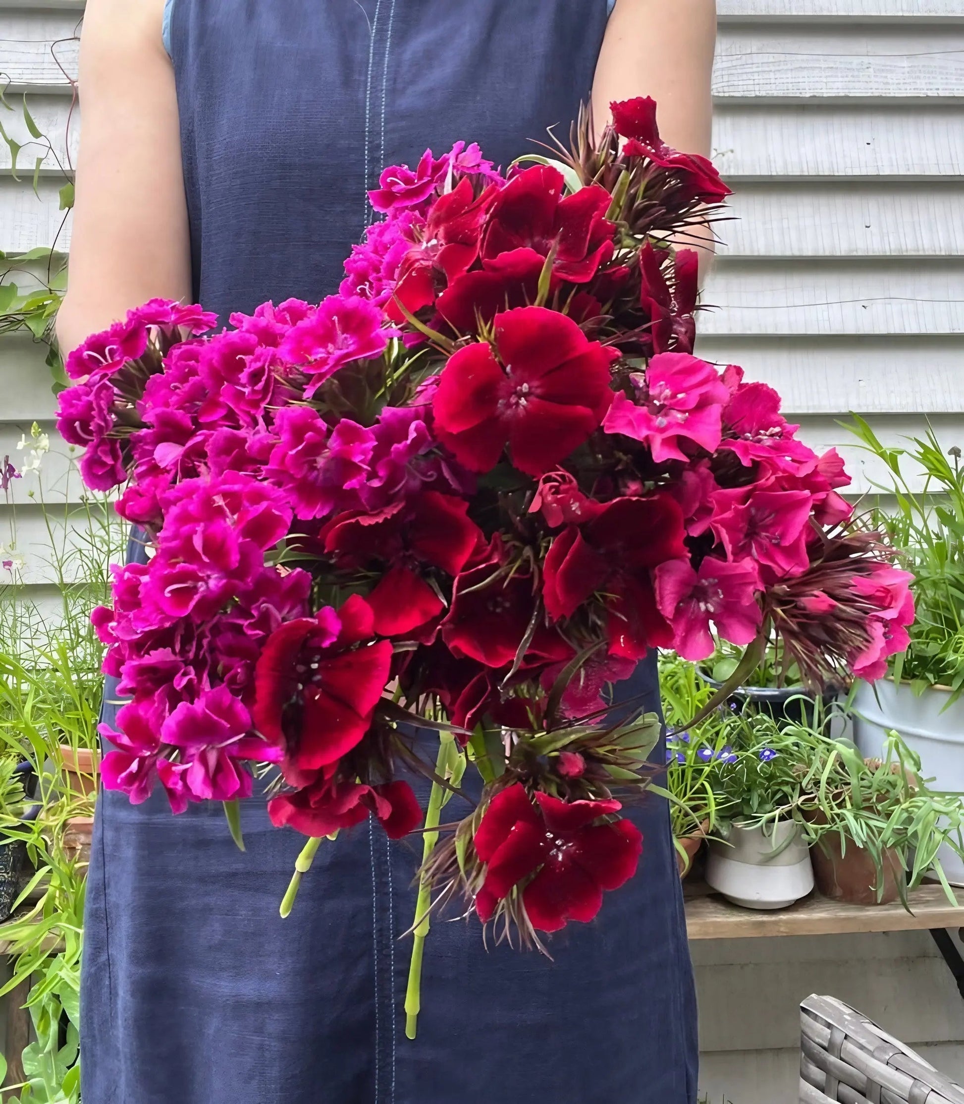 Sweet William Indian Carpet Mixed - REGN