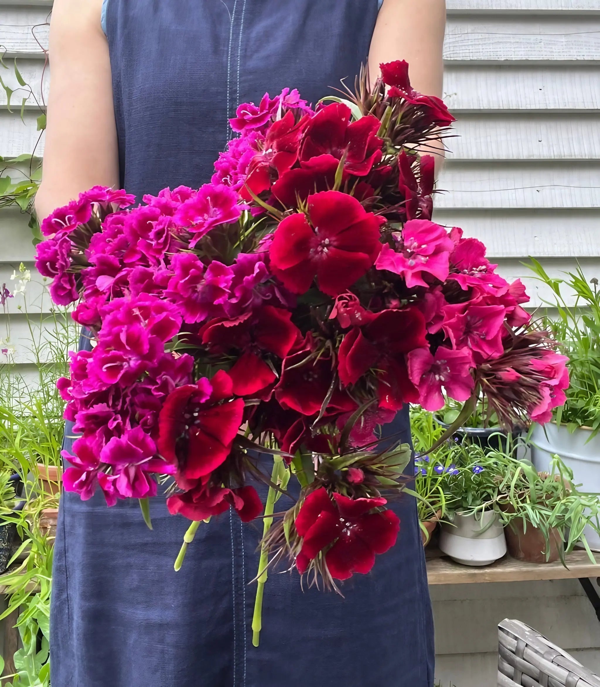 Sweet William Indian Carpet Mixed - REGN