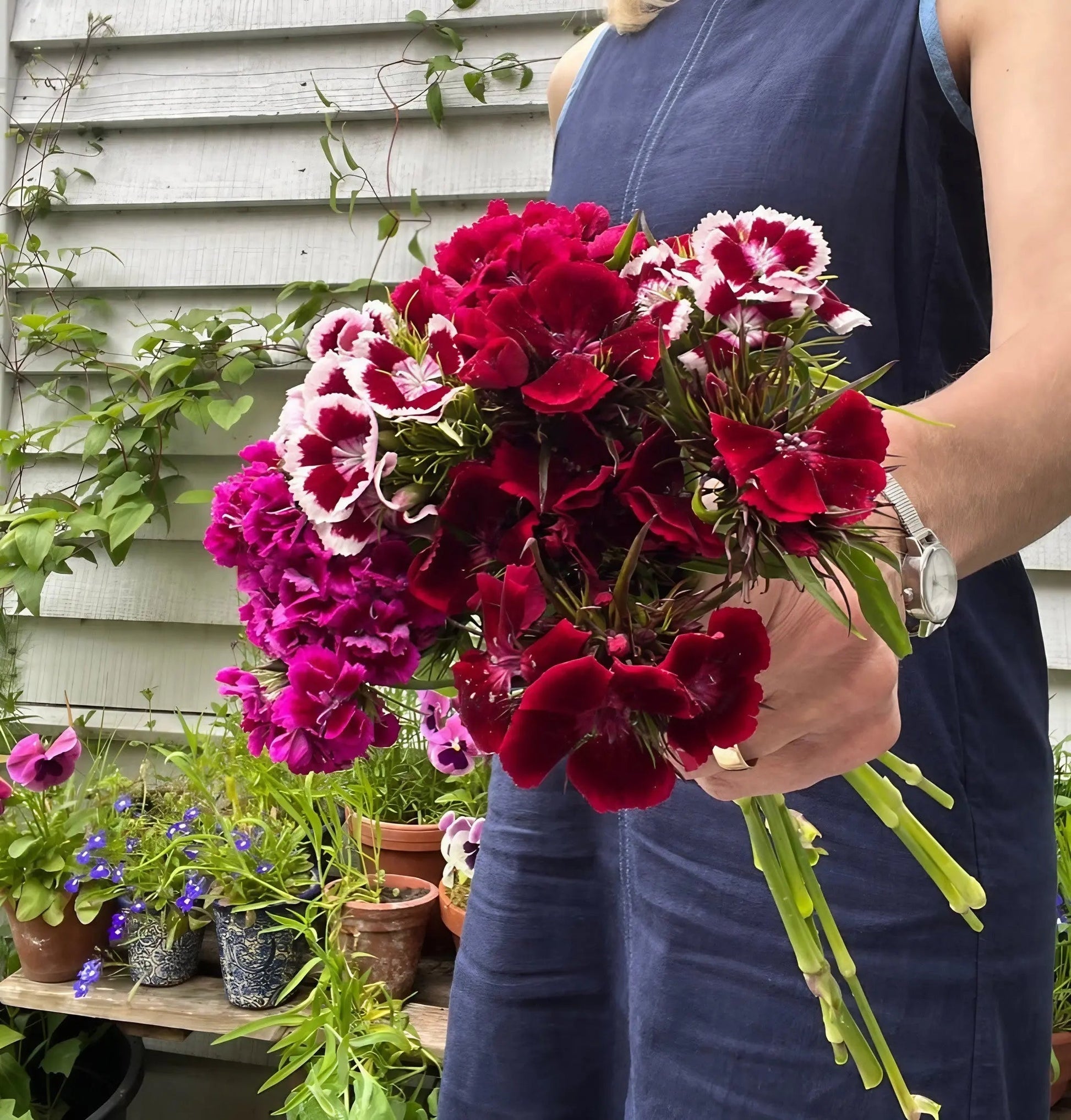 Sweet William Indian Carpet Mixed - REGN