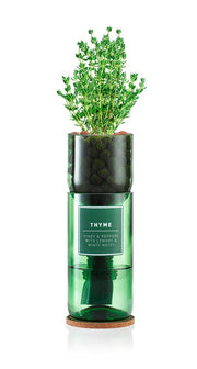 Thyme - REGN