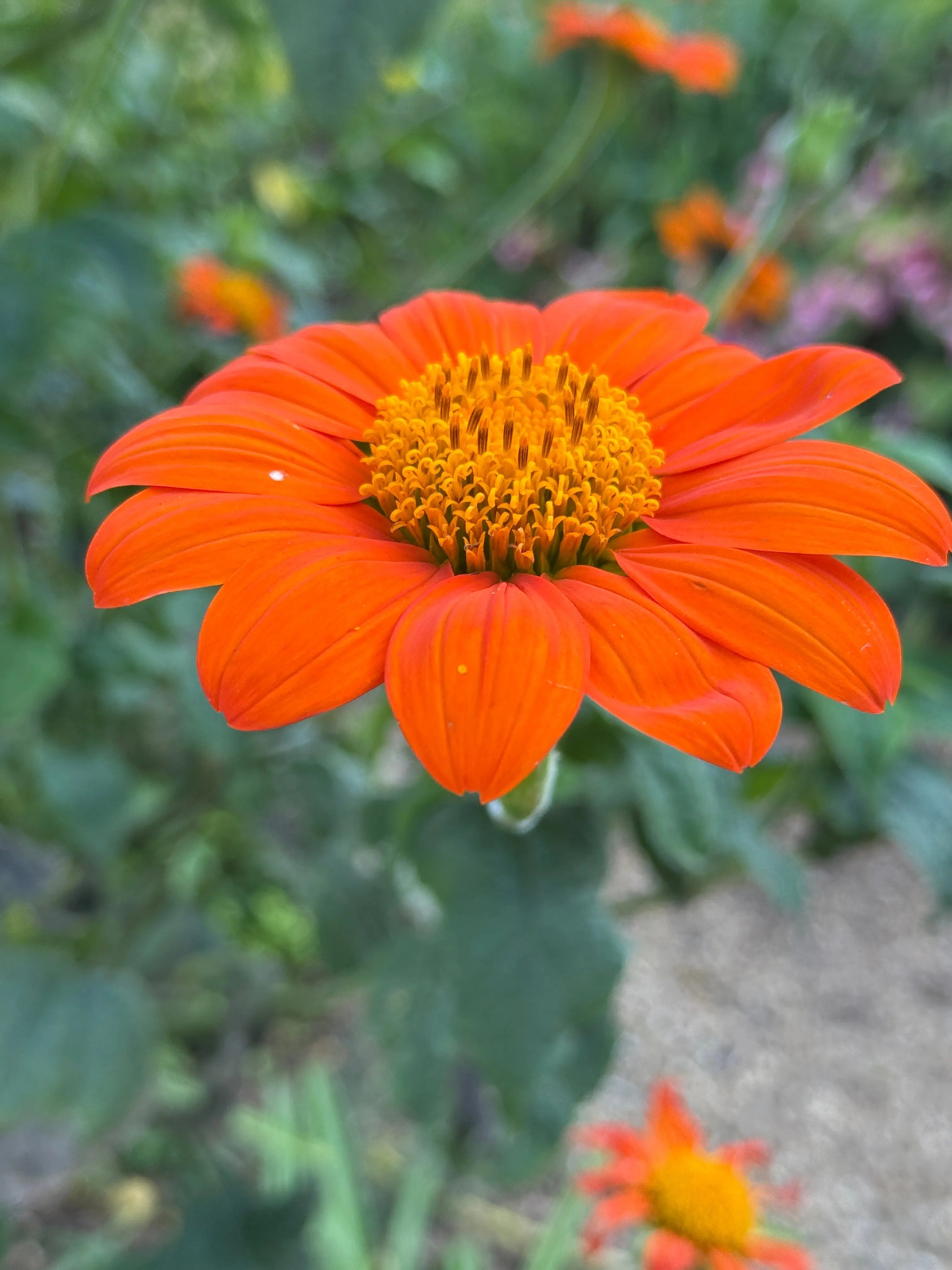 Tithonia Goldfinger - REGN