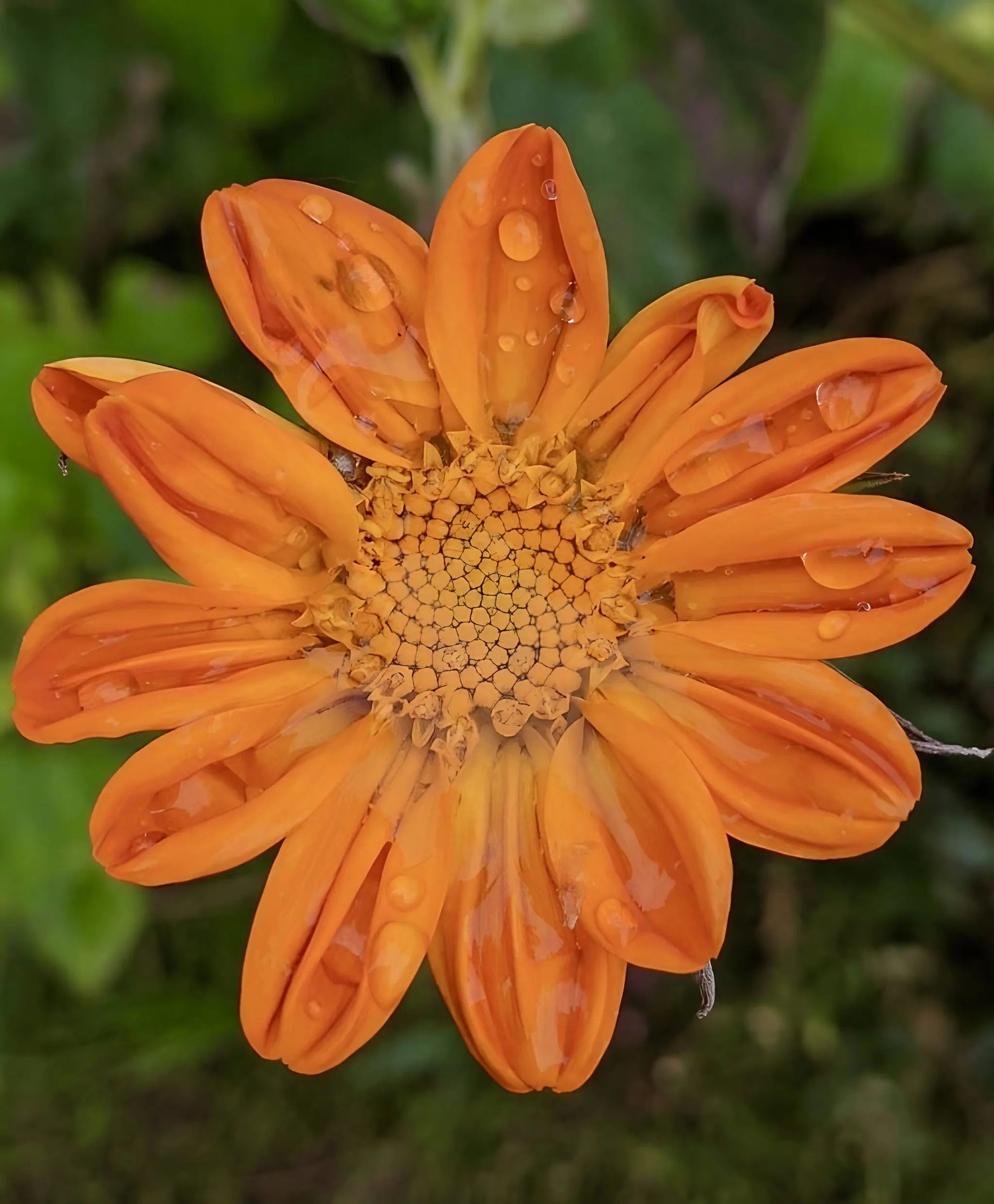 Tithonia Goldfinger - REGN