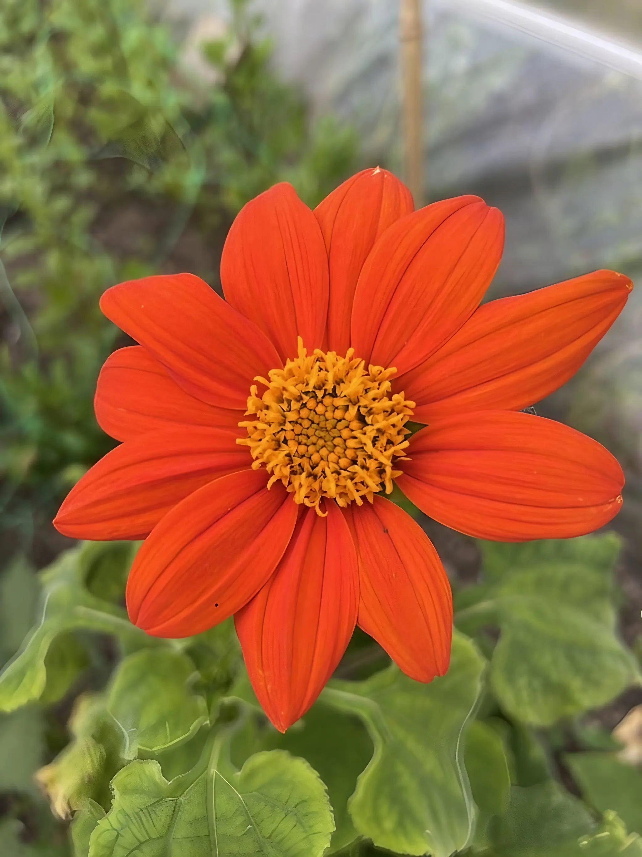Tithonia Goldfinger - REGN