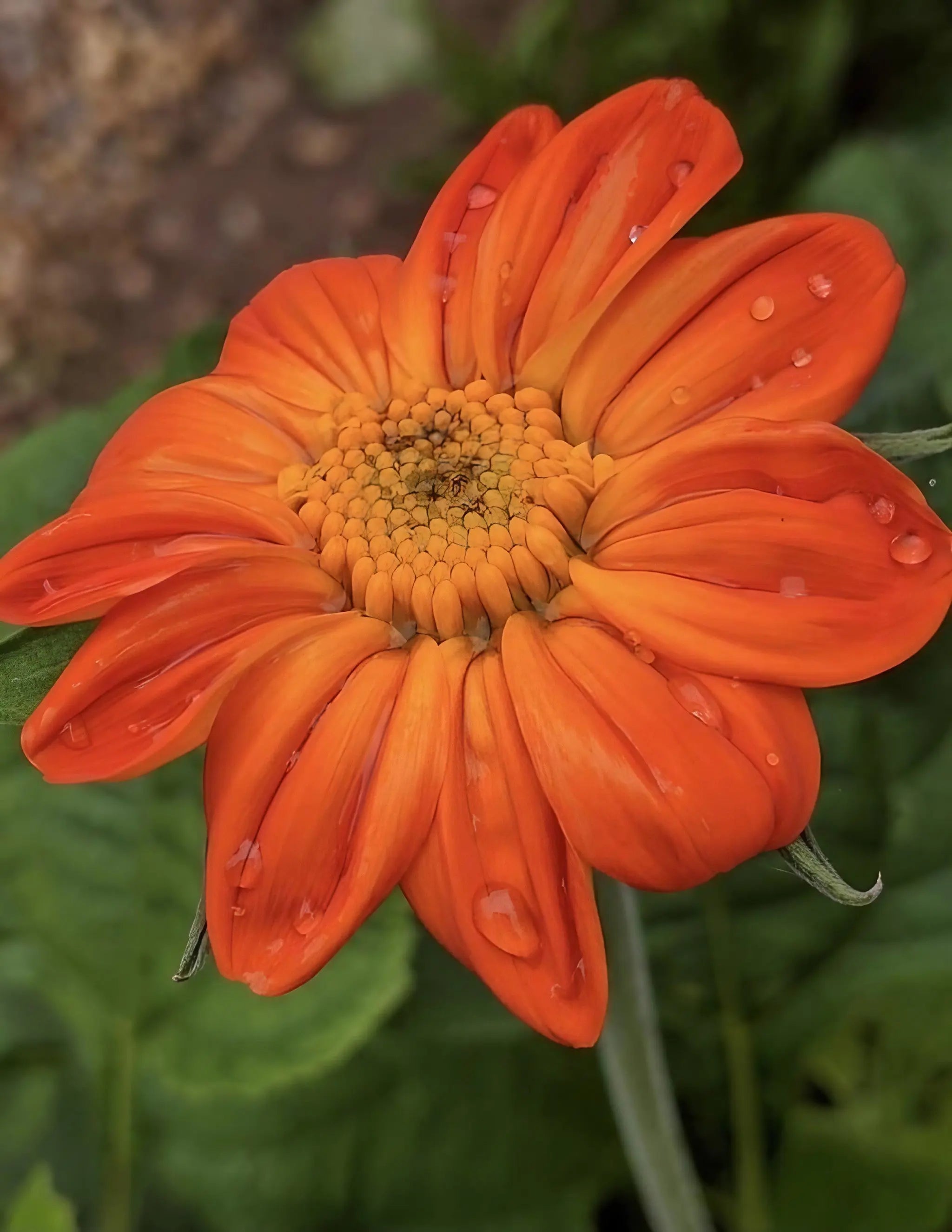 Tithonia Goldfinger - REGN