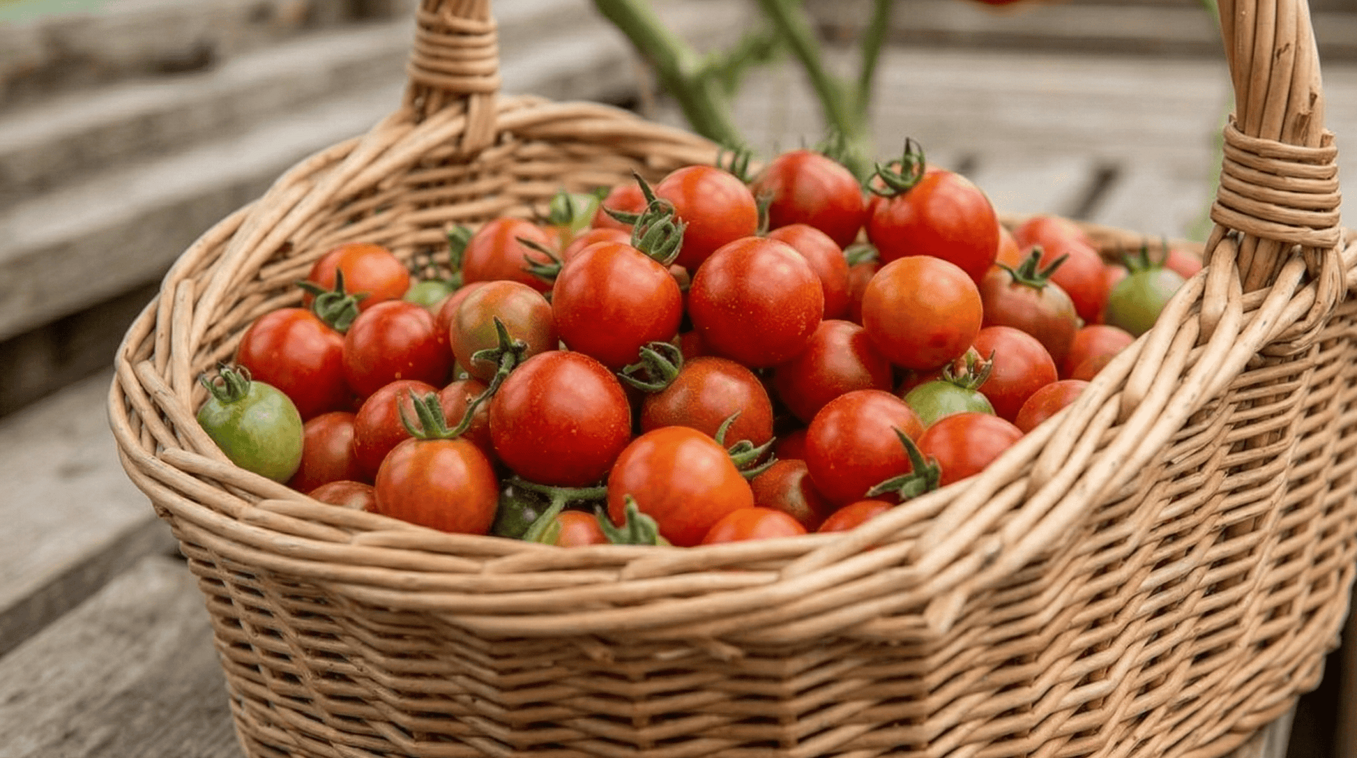 Tomato Gardeners Delight - REGN