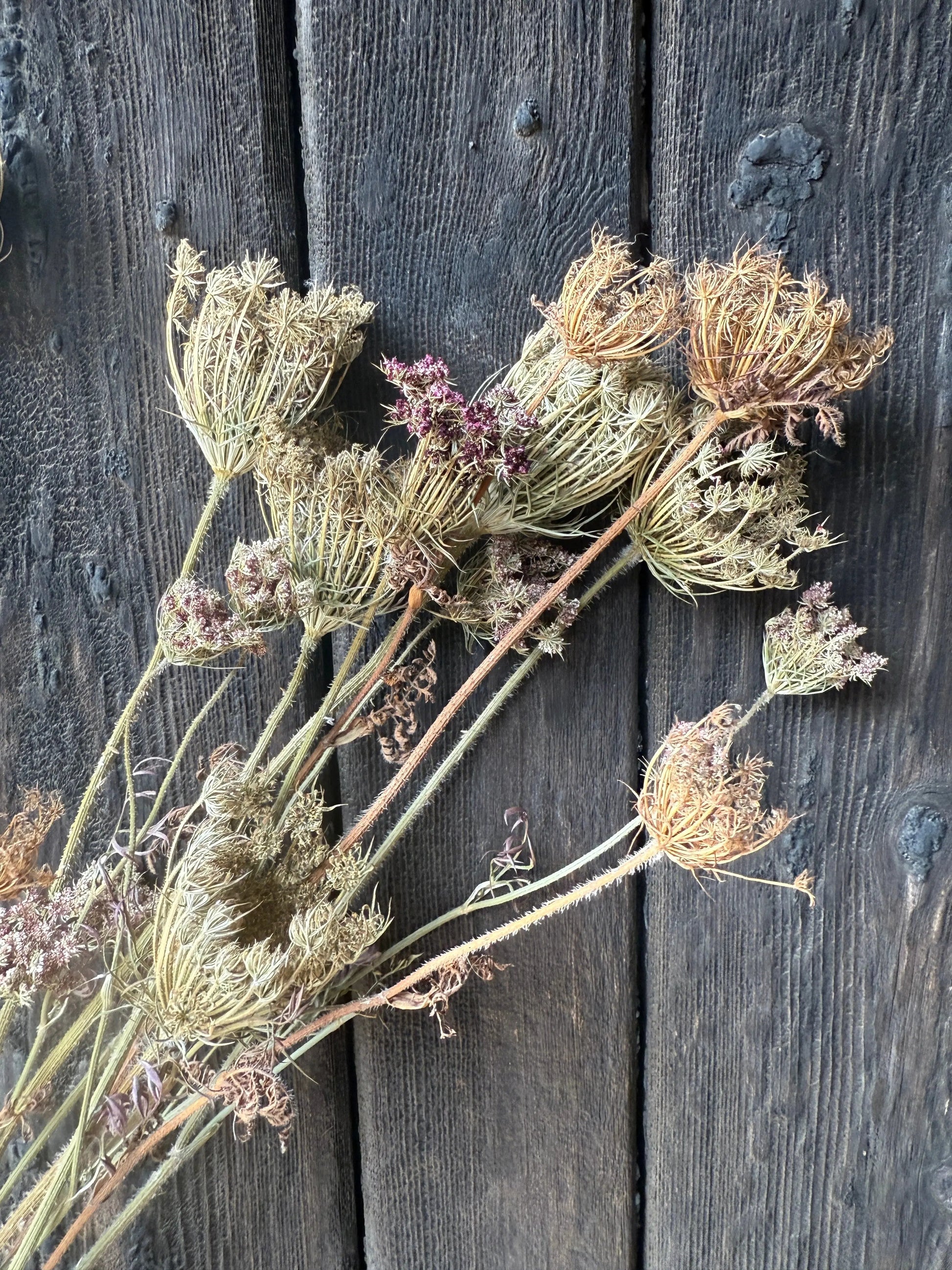 Umbellifers Dried - REGN