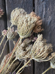 Umbellifers Dried - REGN