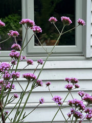 Verbena bonariensis - REGN
