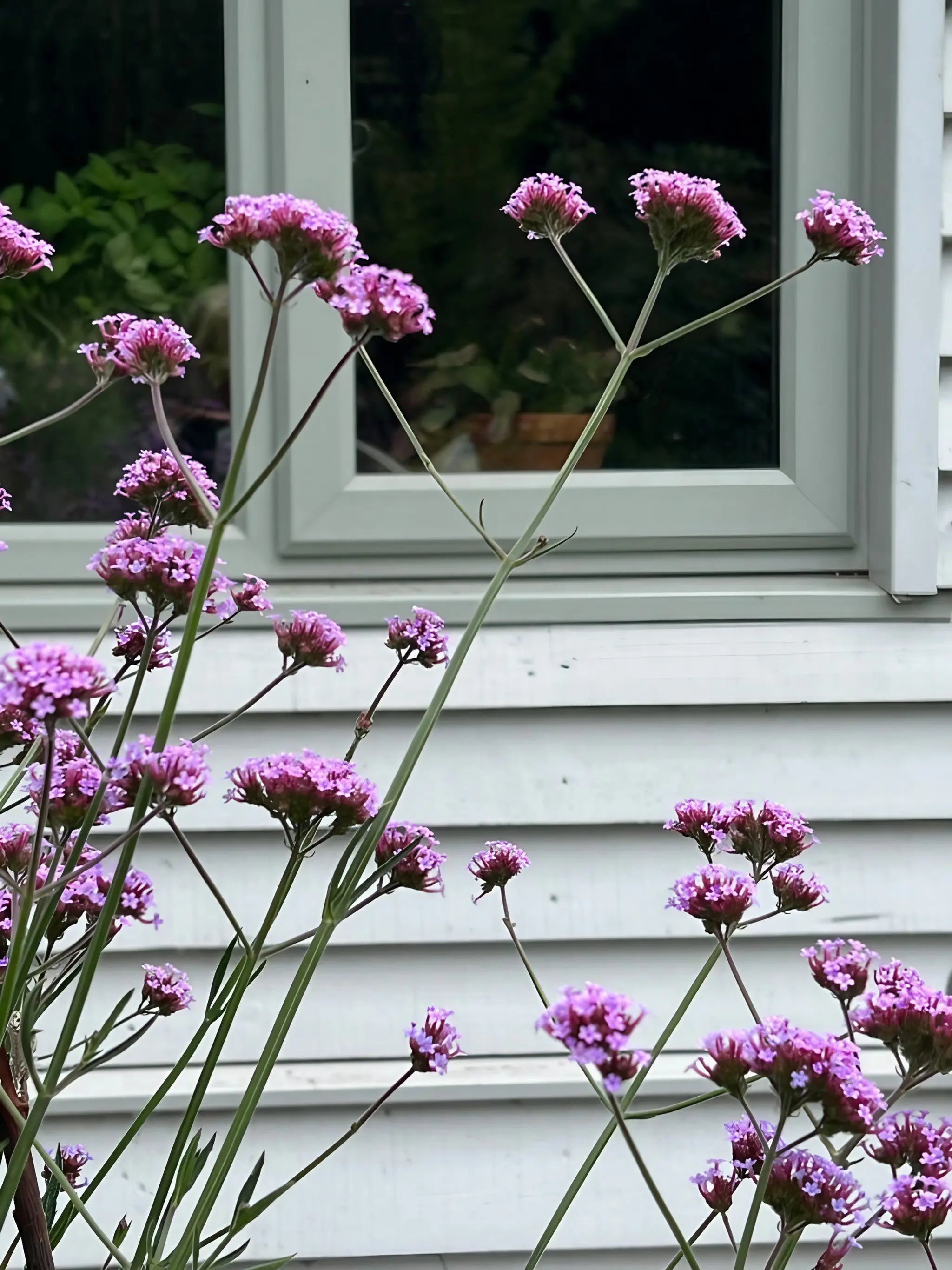 Verbena bonariensis - REGN