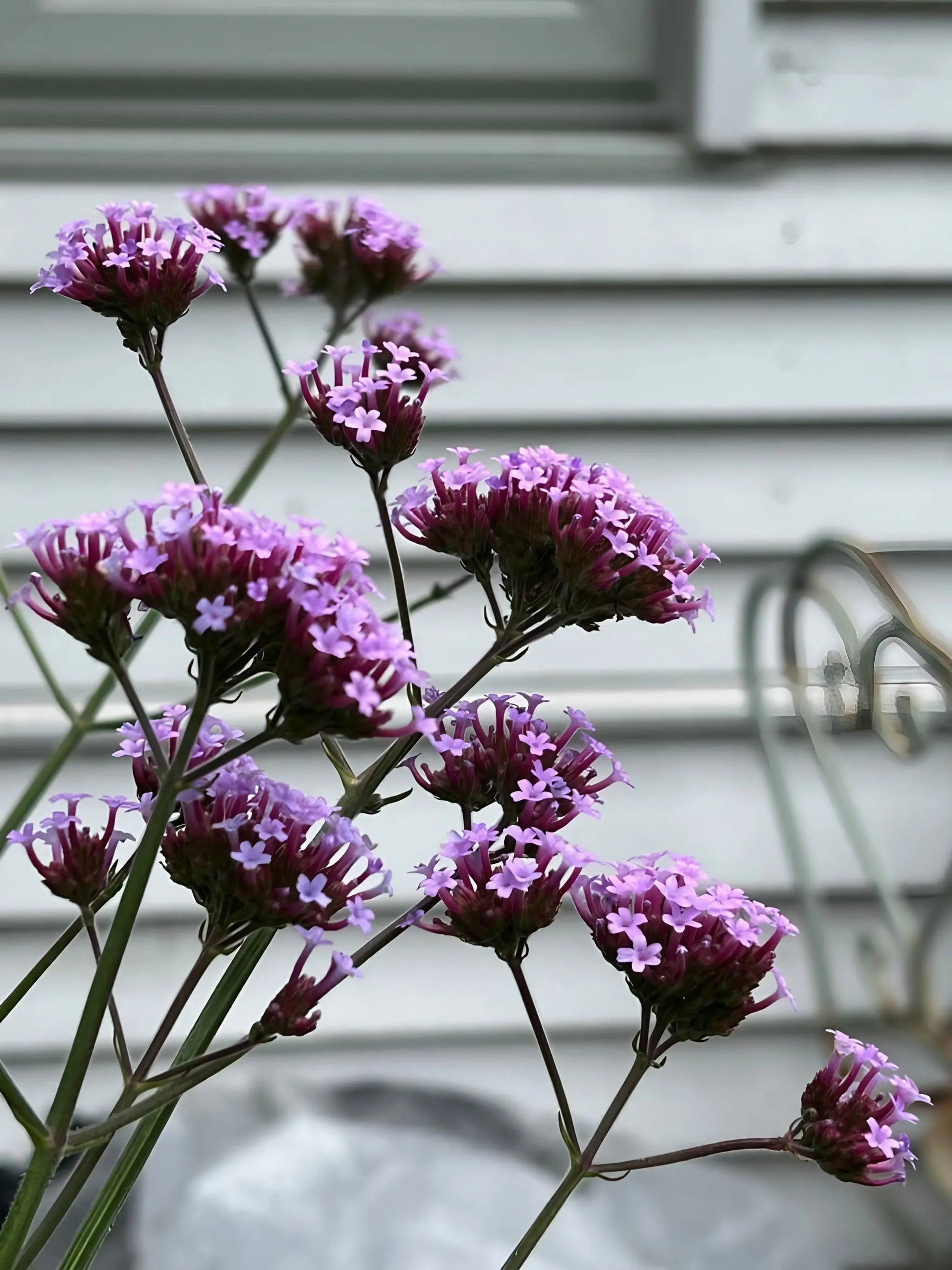 Verbena bonariensis - REGN