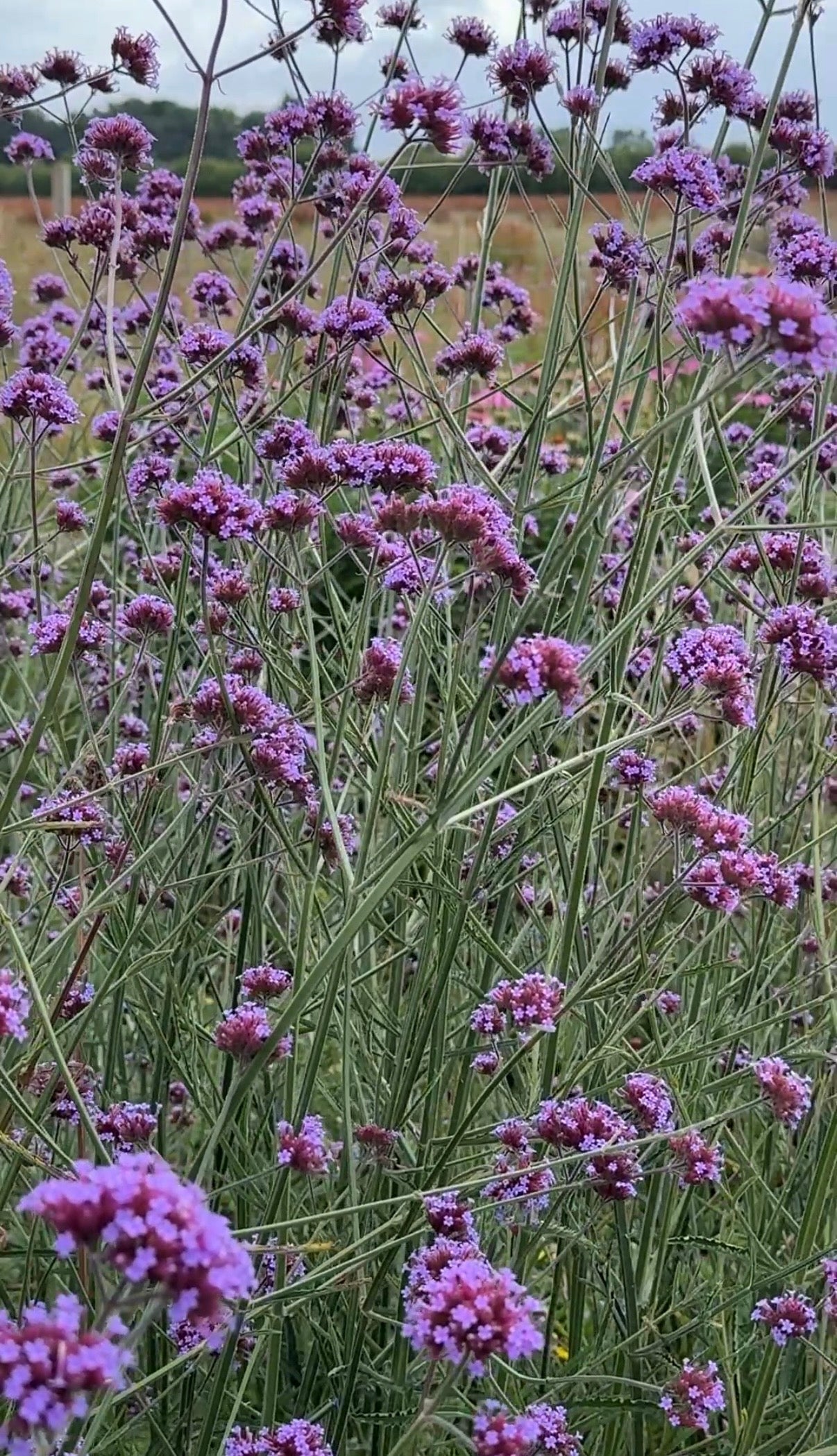 Verbena bonariensis - REGN