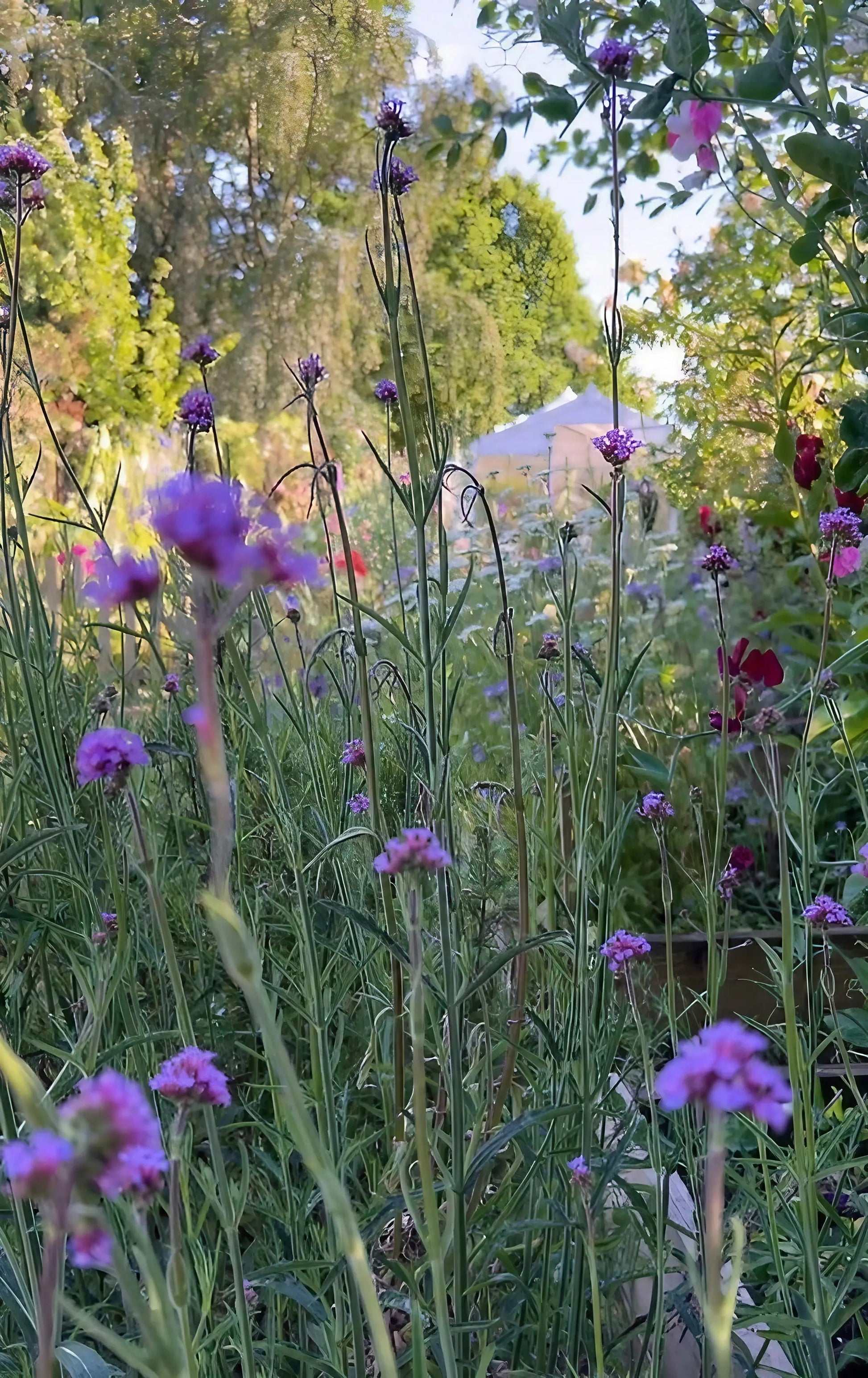 Verbena bonariensis - REGN