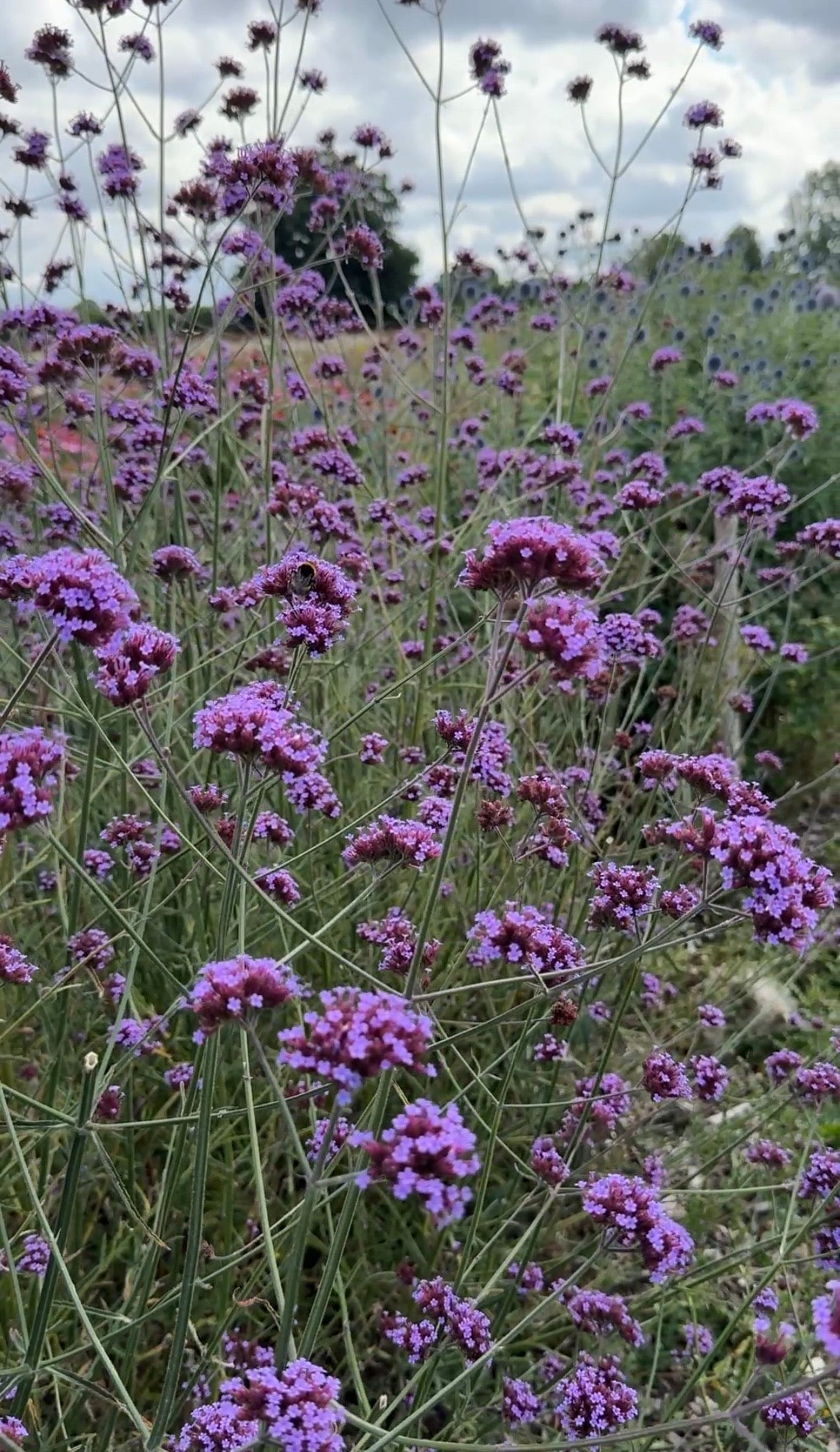Verbena bonariensis - REGN