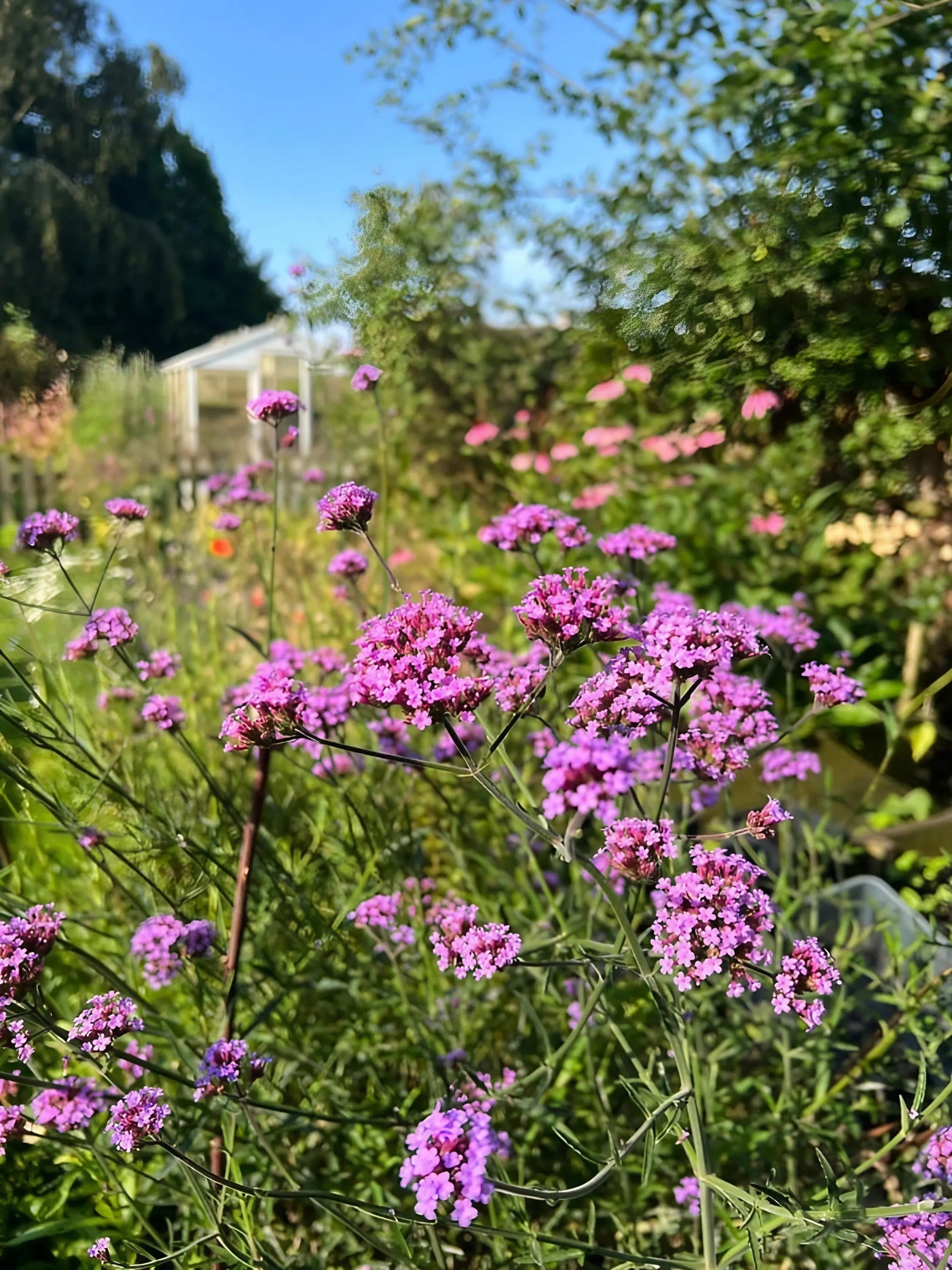 Verbena bonariensis - REGN