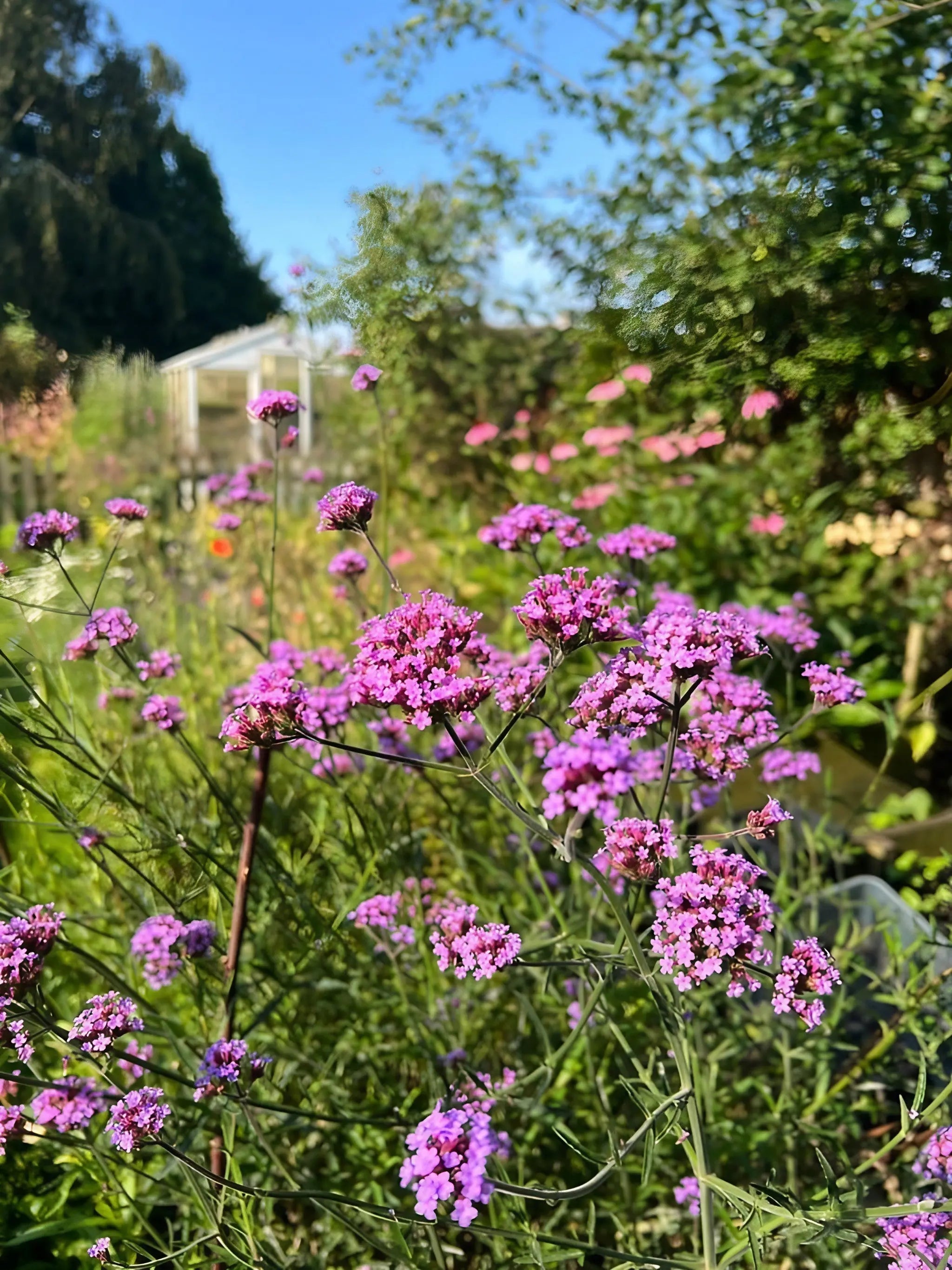 Verbena bonariensis - REGN