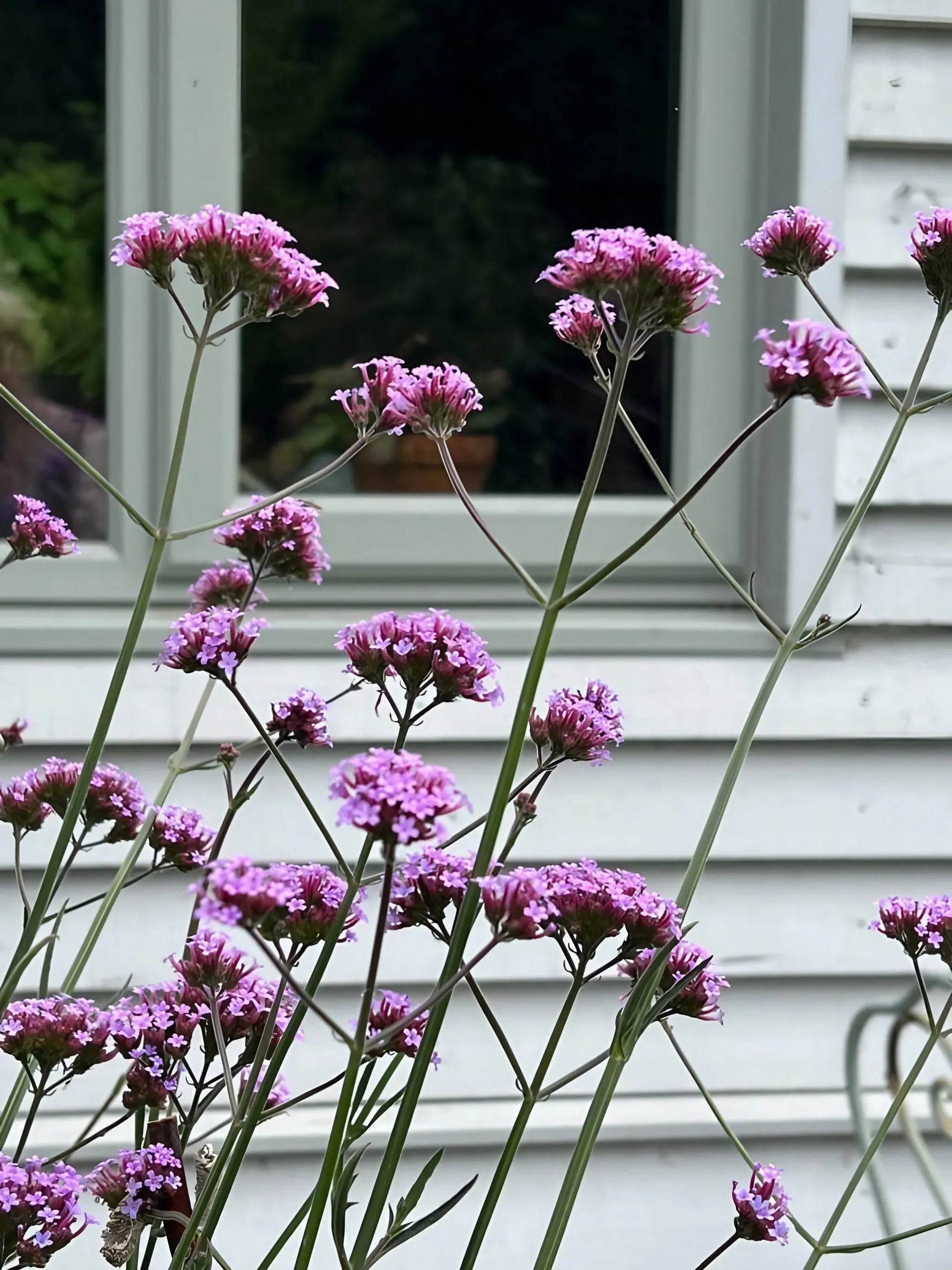 Verbena bonariensis - REGN