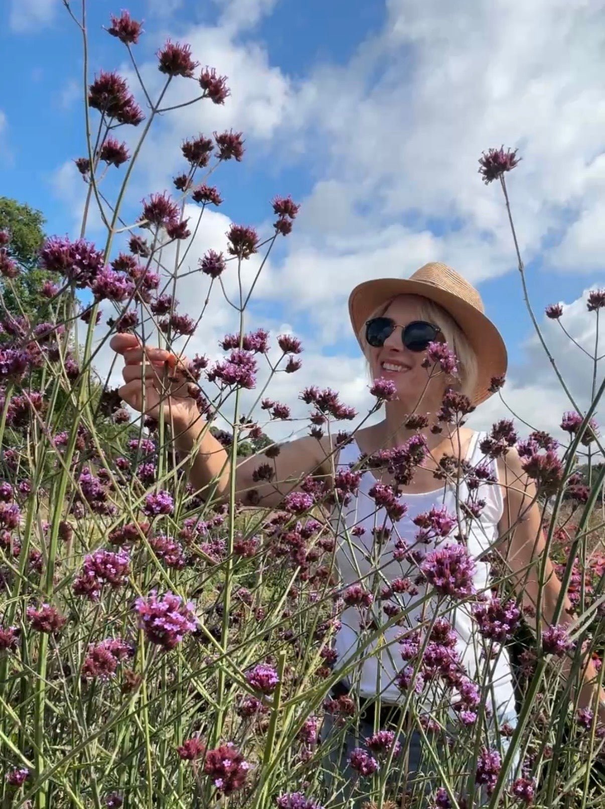 Verbena bonariensis - REGN