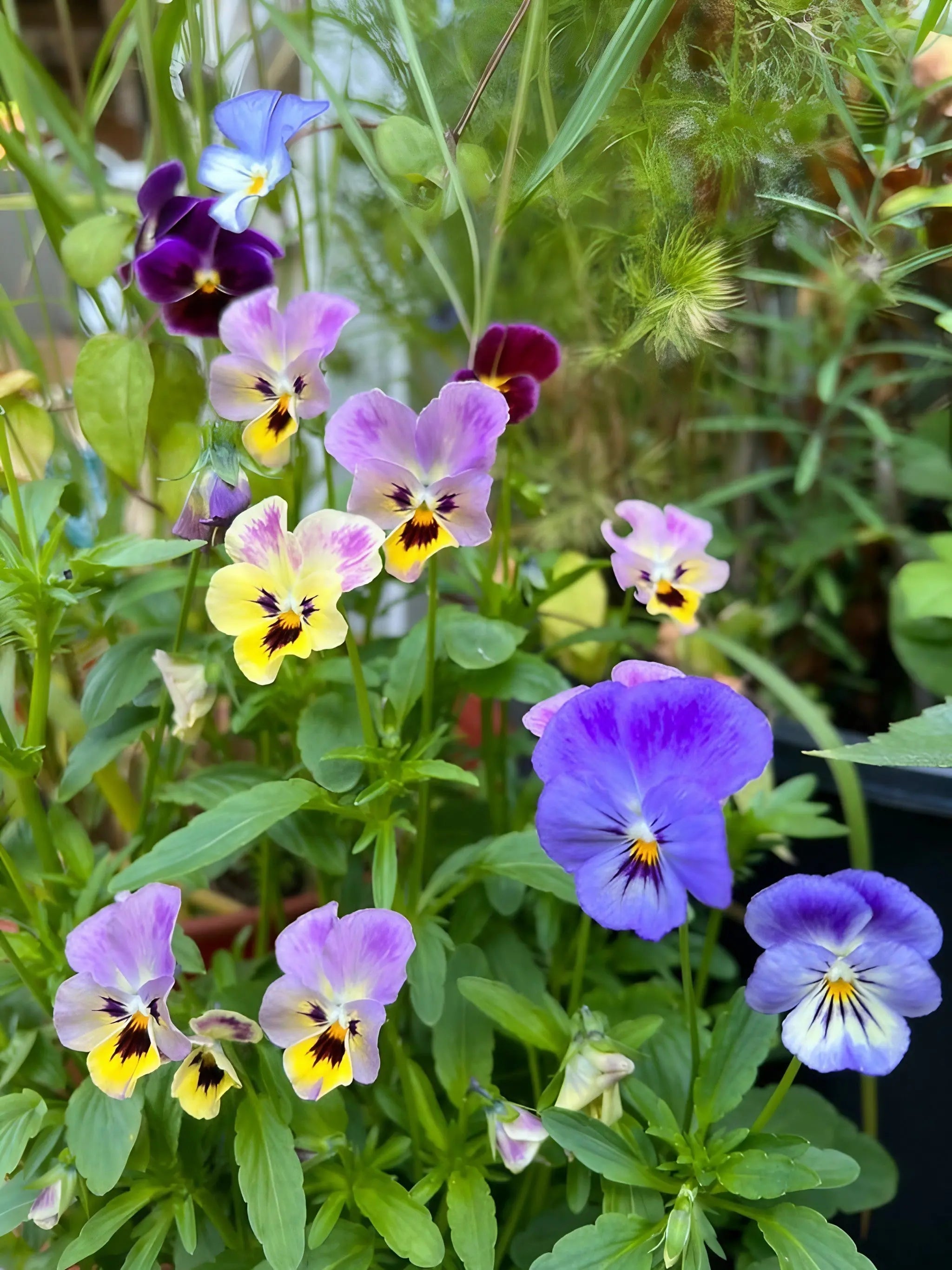 Viola Cornuta Large Flower Mix - REGN