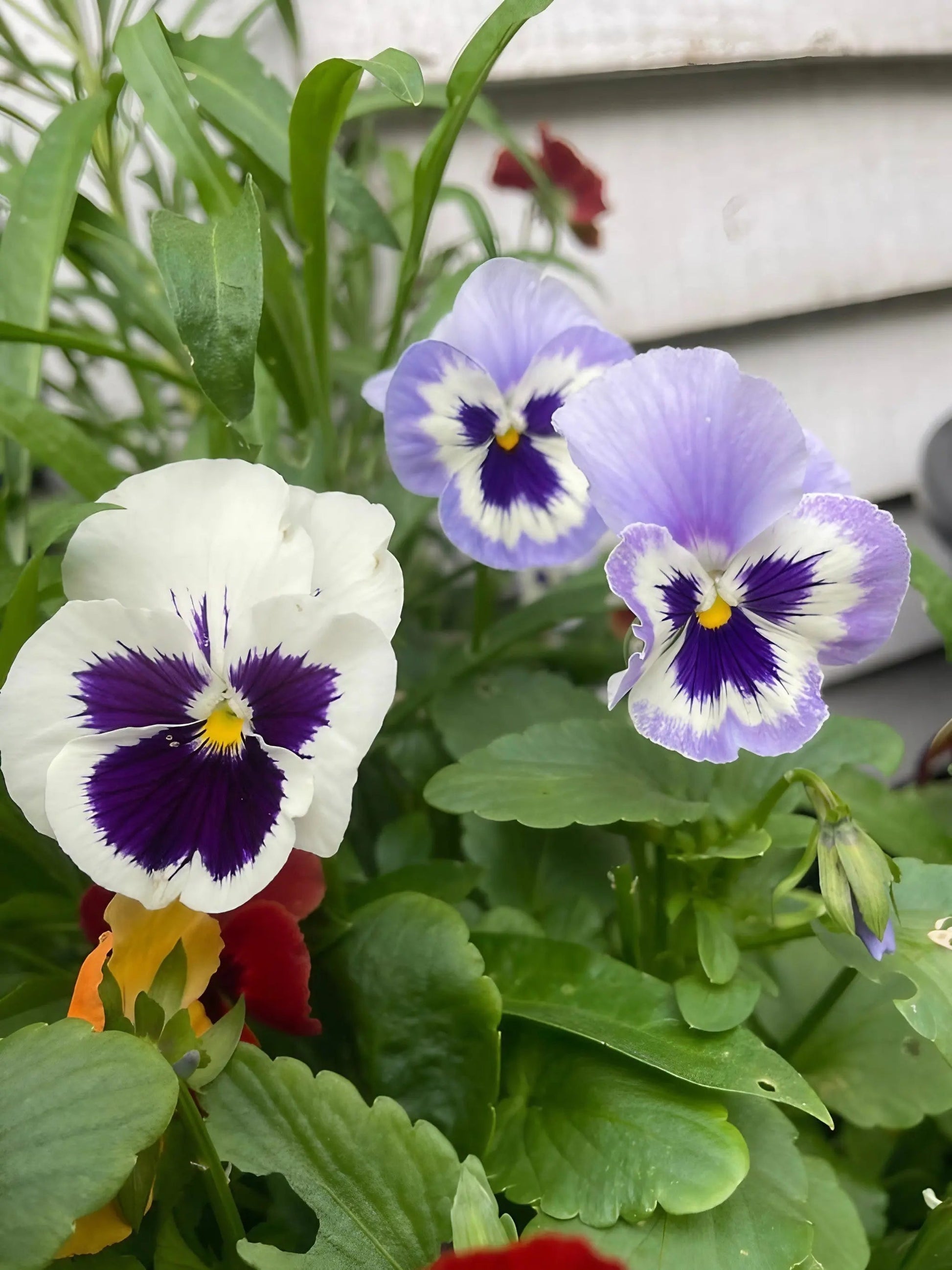 Viola Cornuta Large Flower Mix - REGN